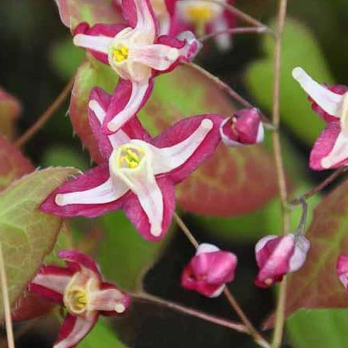 Miniatuur 1
