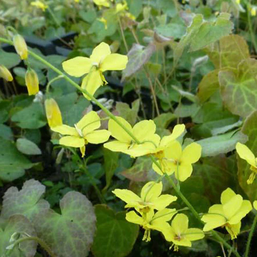 Miniatuur 1