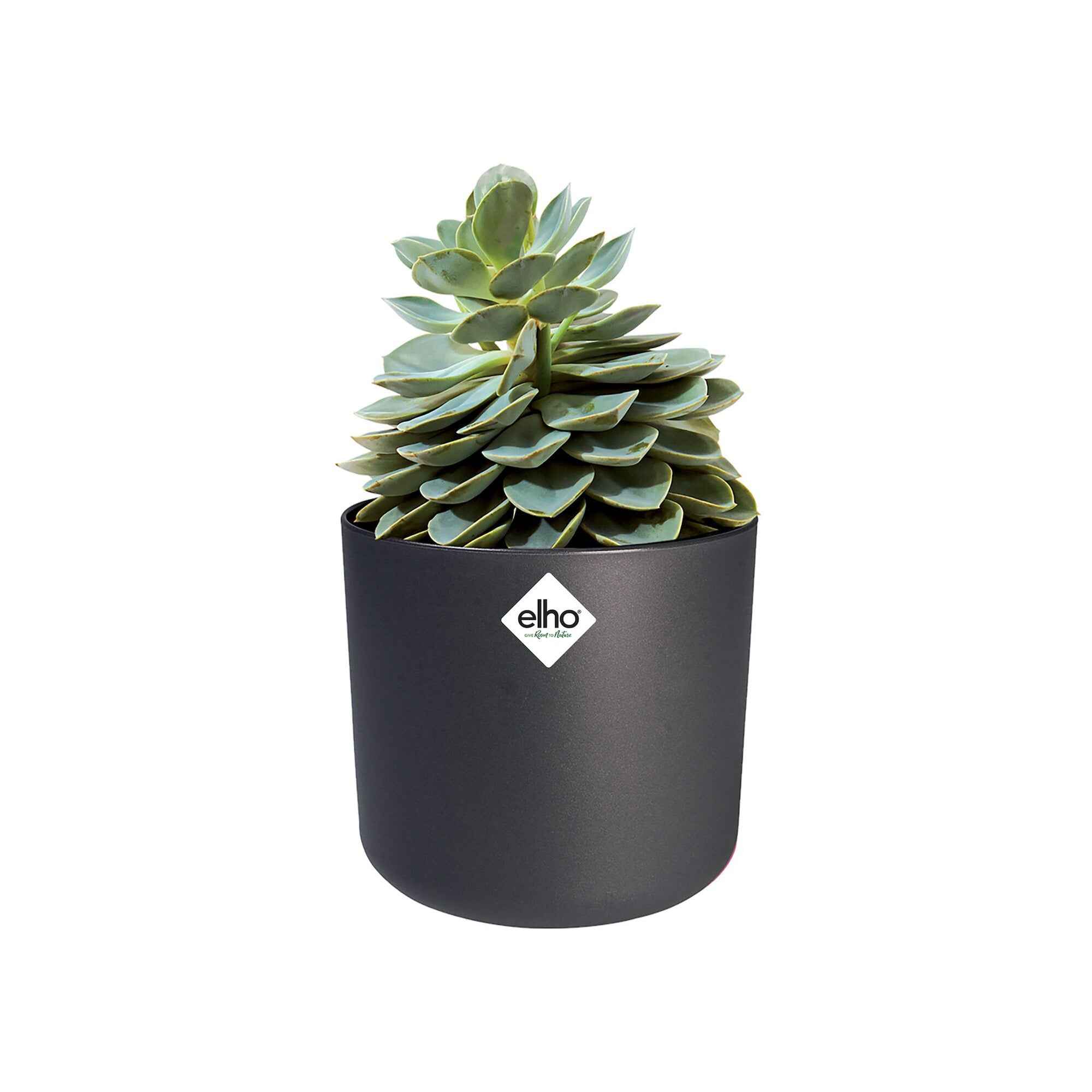 Miniatuur 2