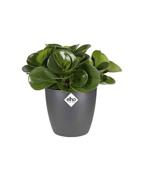 Miniatuur 2