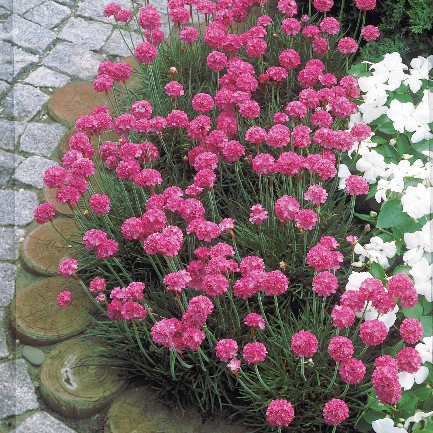 Miniatuur 2
