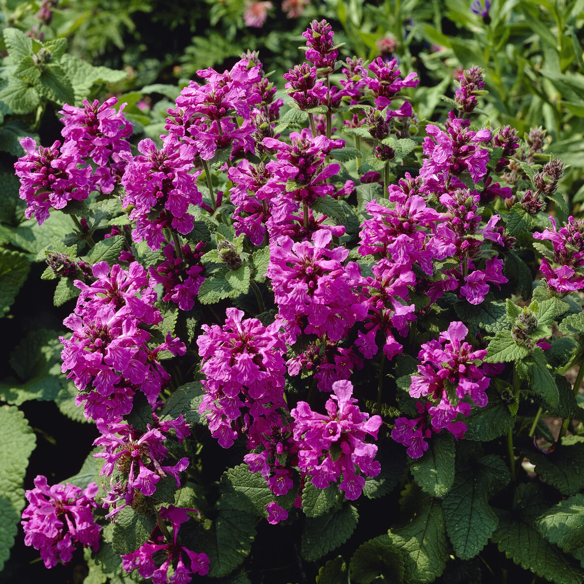 Miniatuur 1