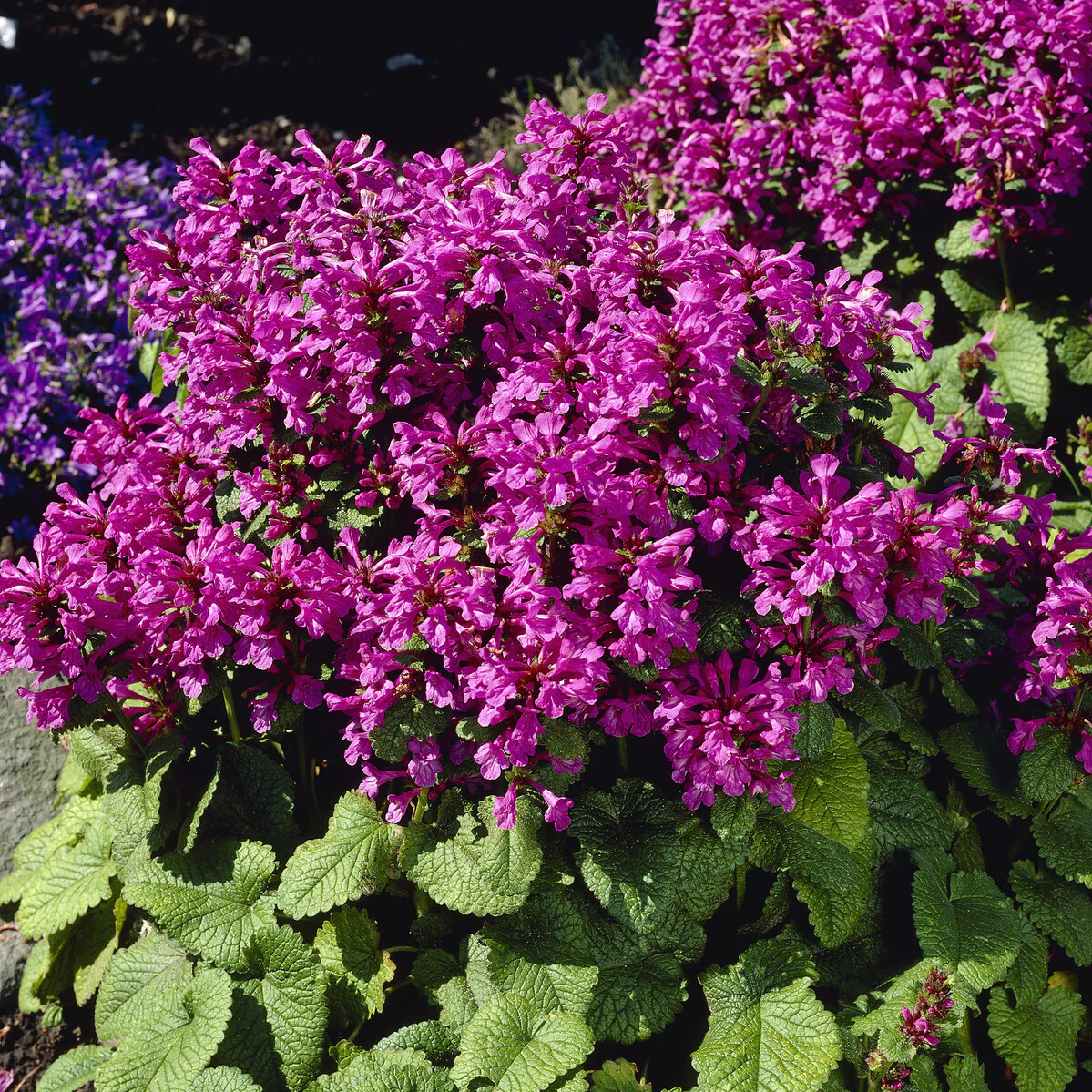 Miniatuur 2