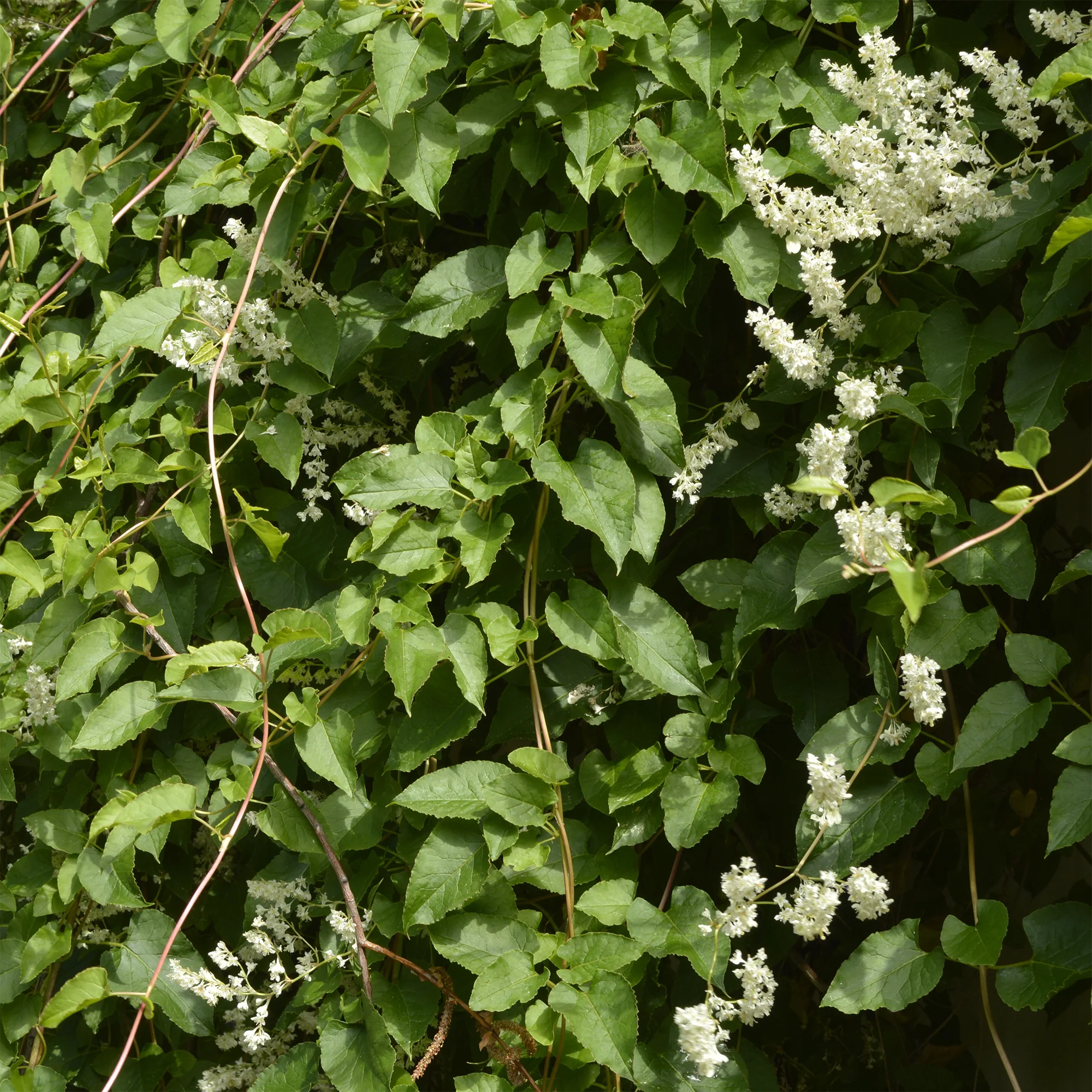 Miniatuur 2