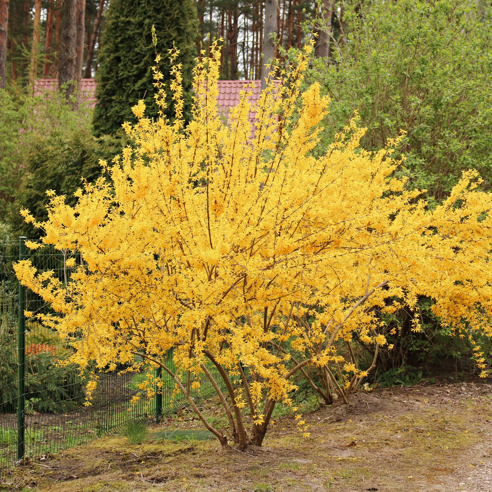Miniatuur 1