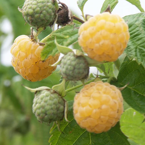 Miniatuur 2