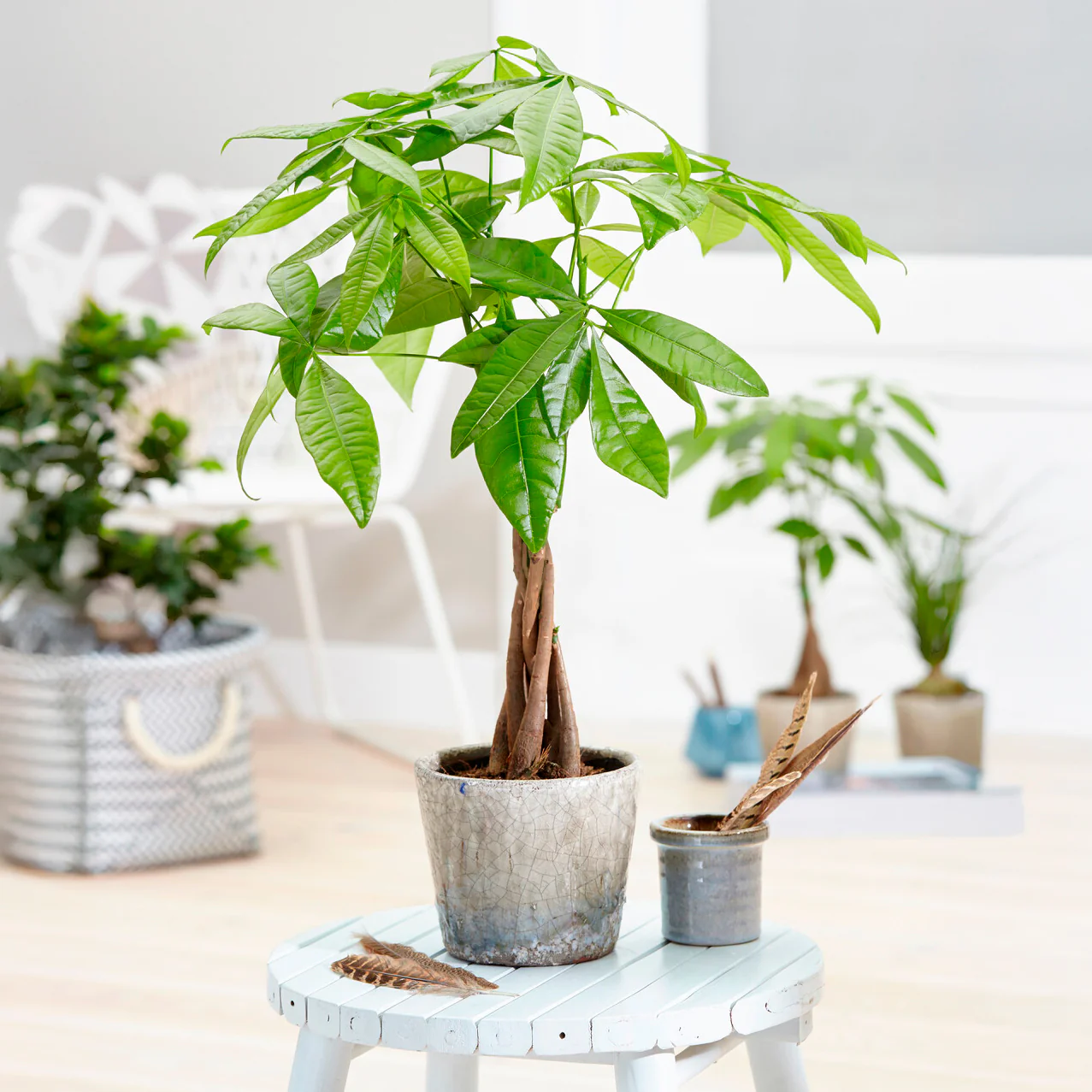 Miniatuur 1
