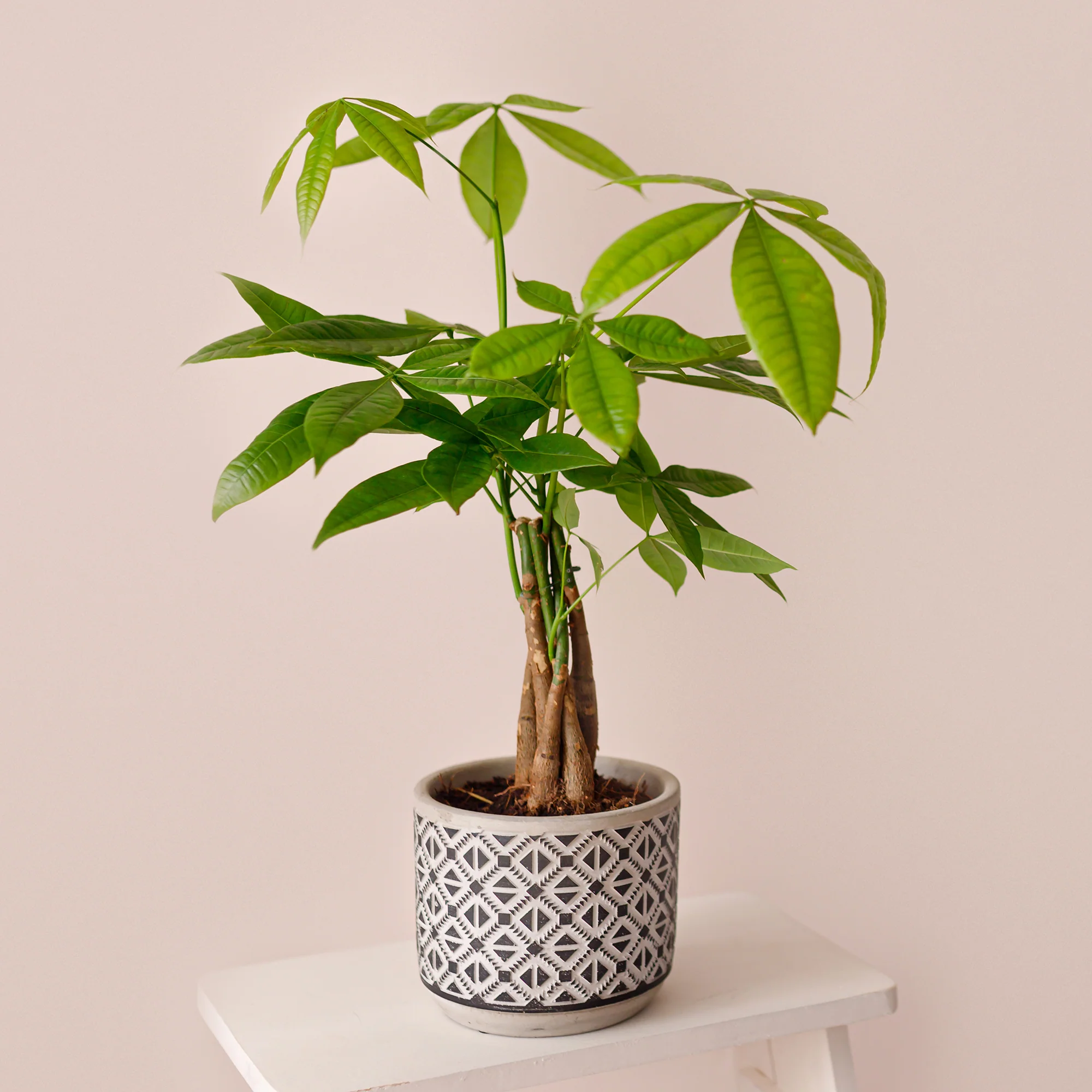 Miniatuur 2