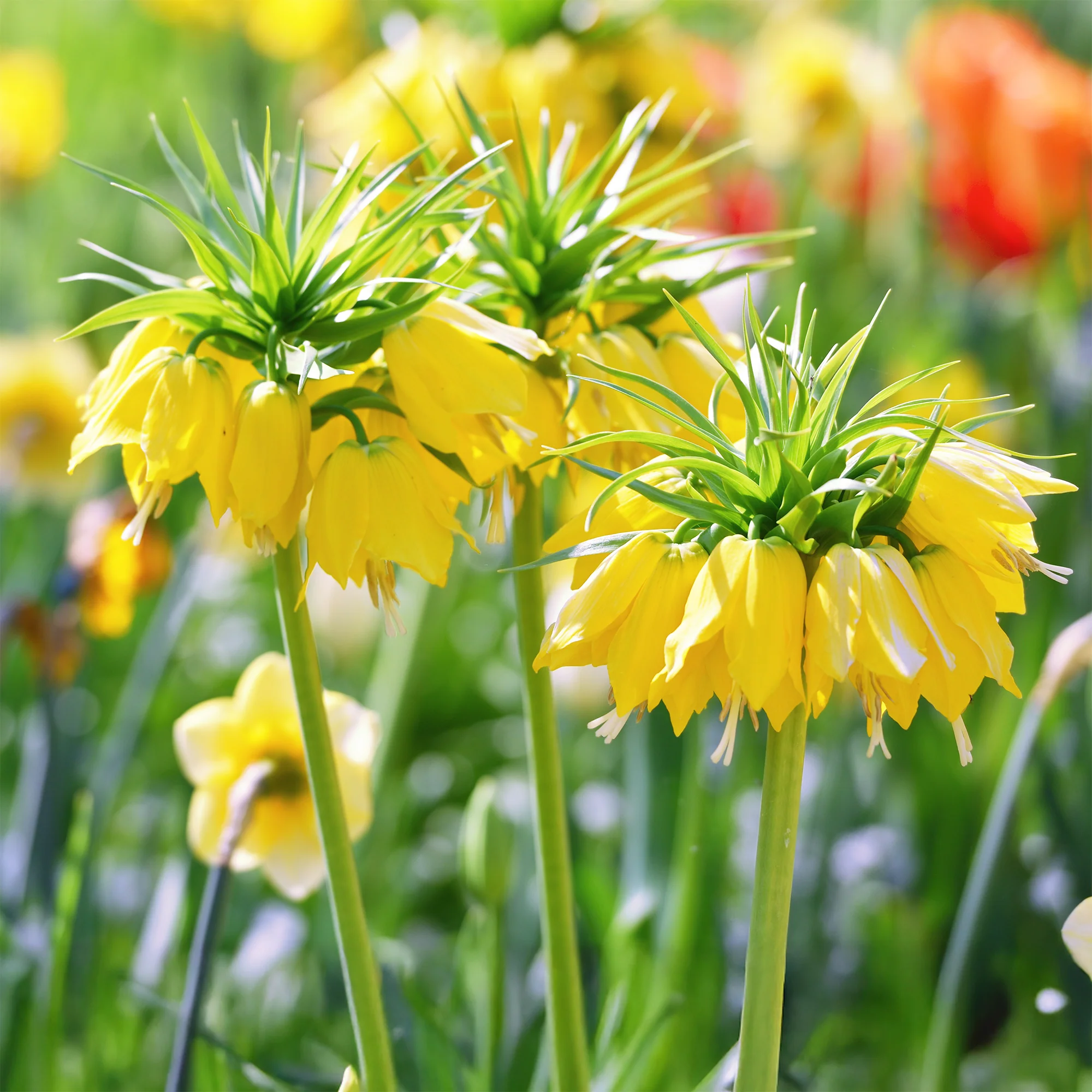 Miniatuur 1