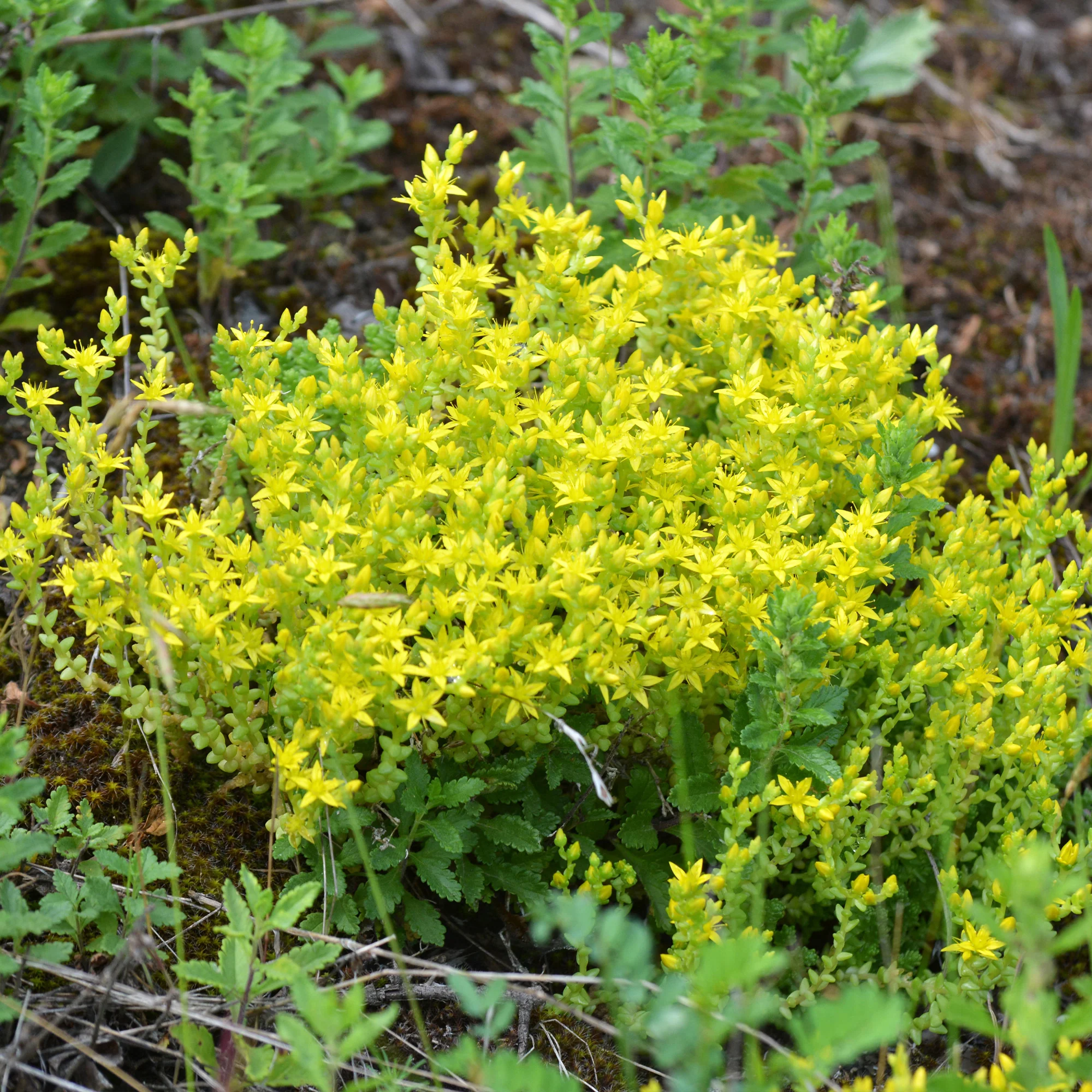 Miniatuur 2