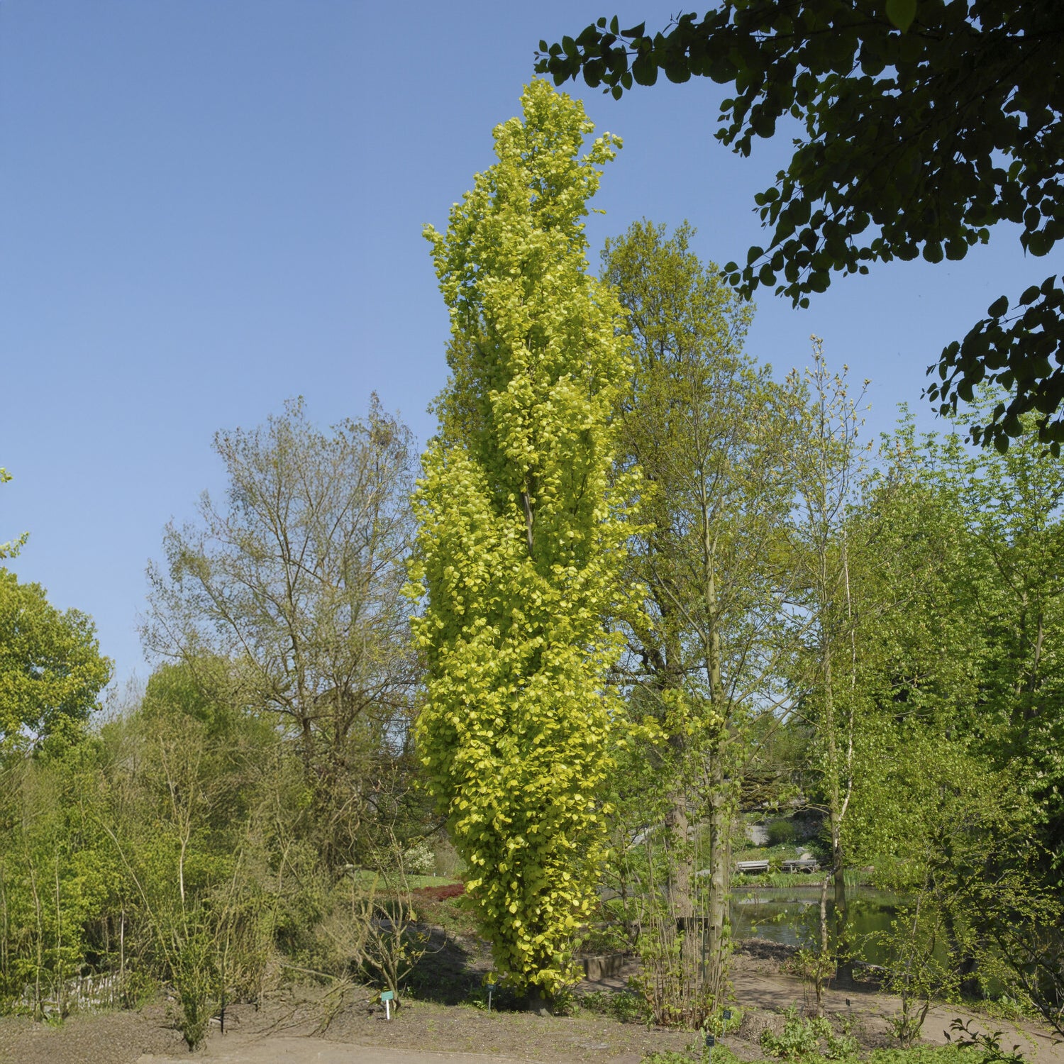 Miniatuur 1