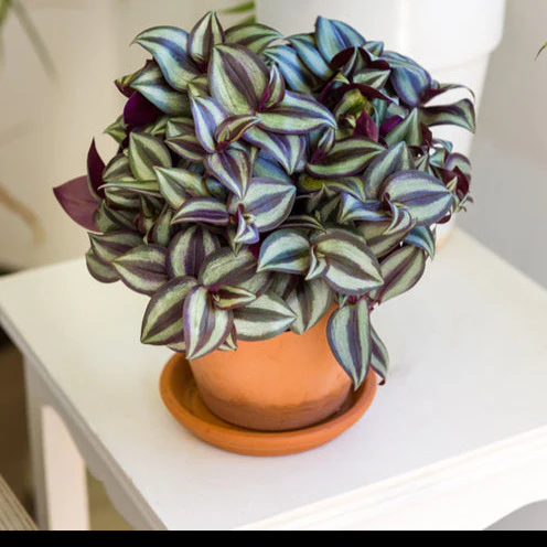 Miniatuur 1