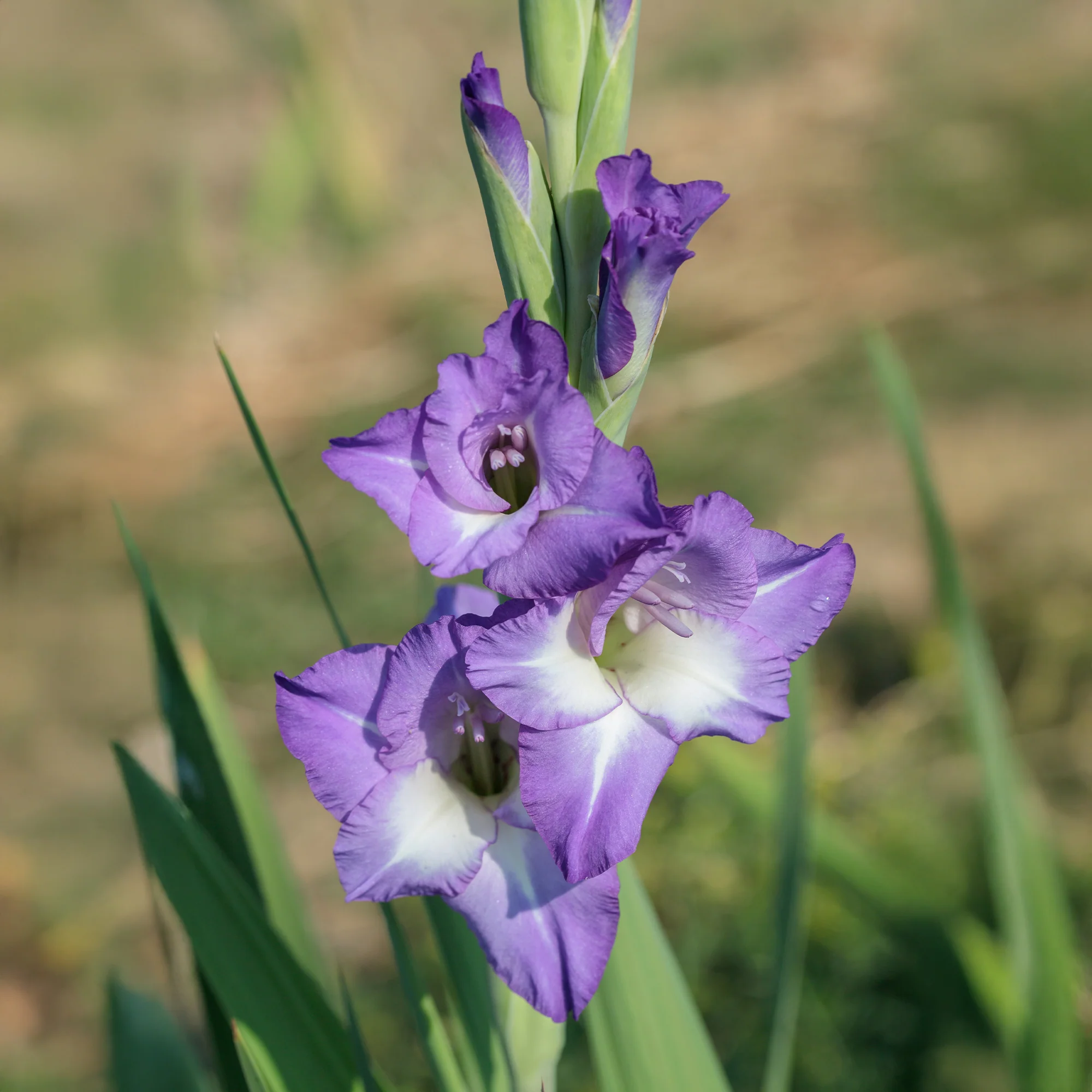 Miniatuur 2