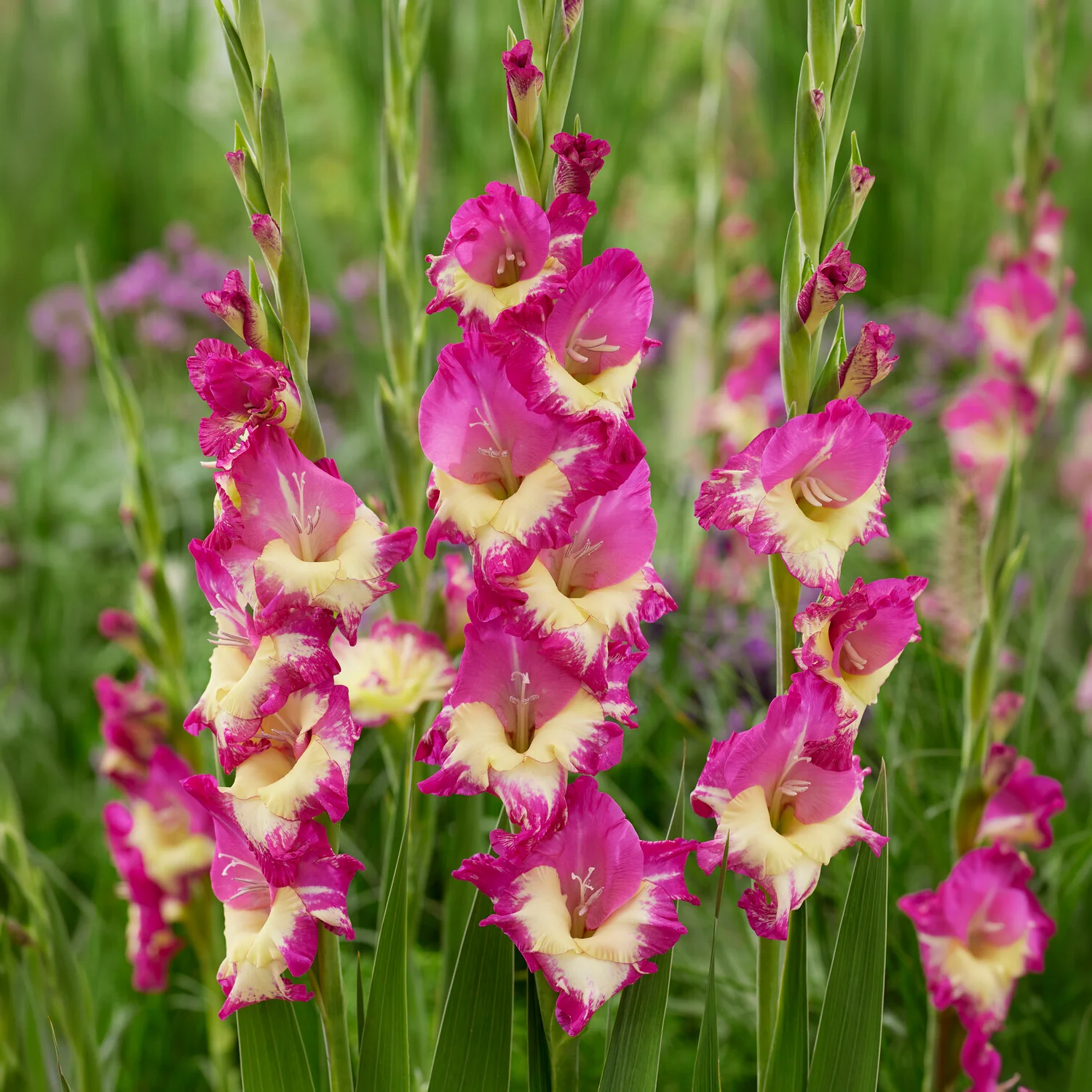 Miniatuur 1
