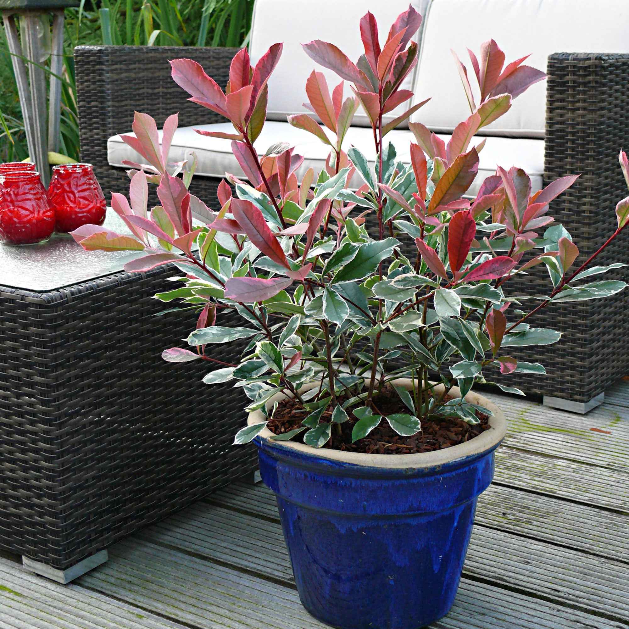 Miniatuur 1