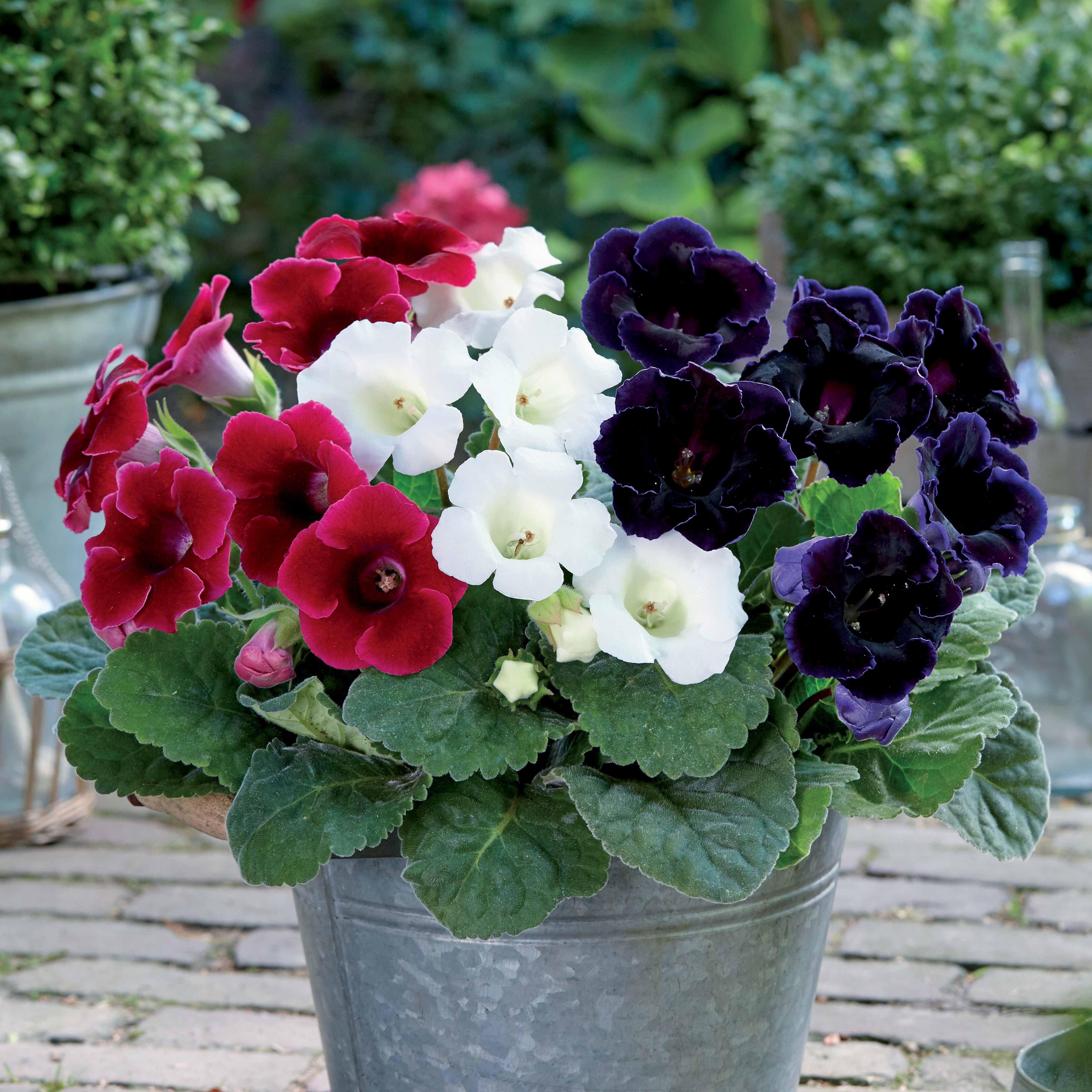 Miniatuur 1