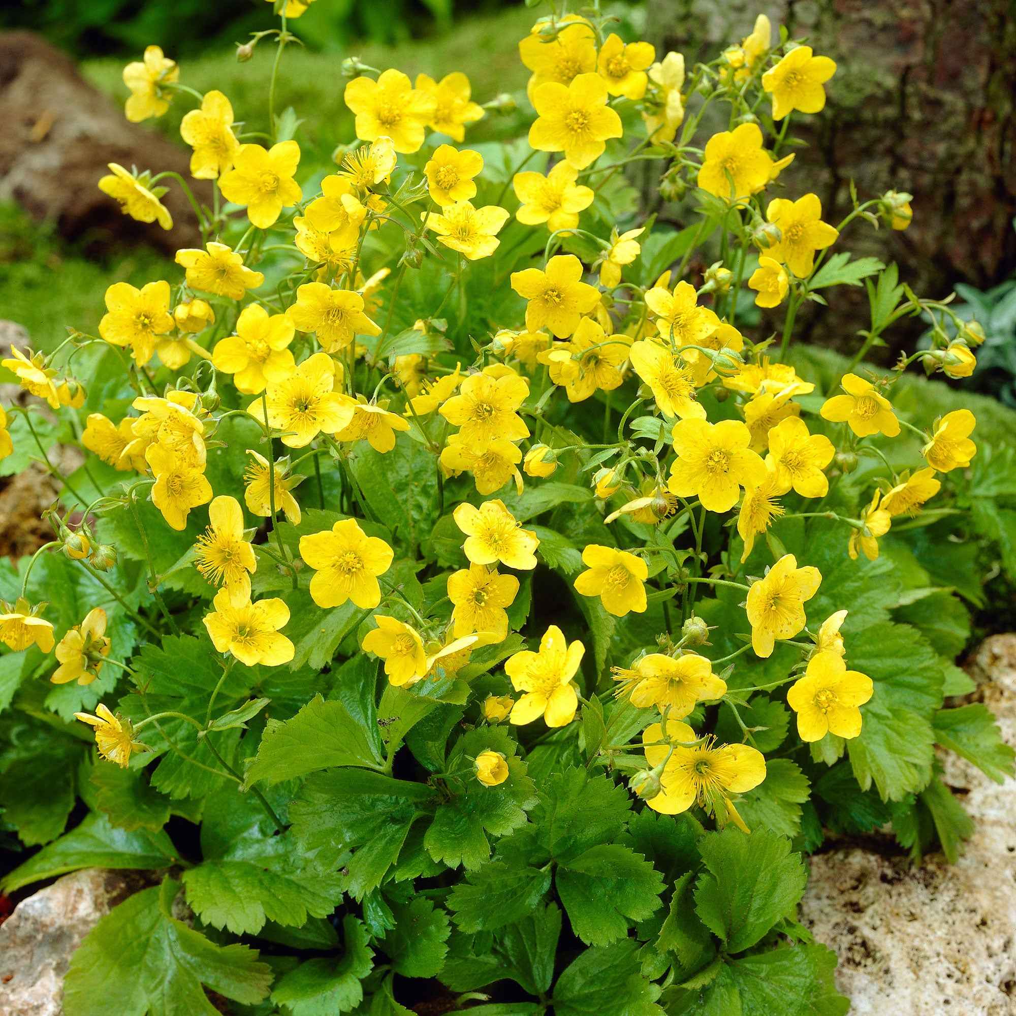 Miniatuur 1
