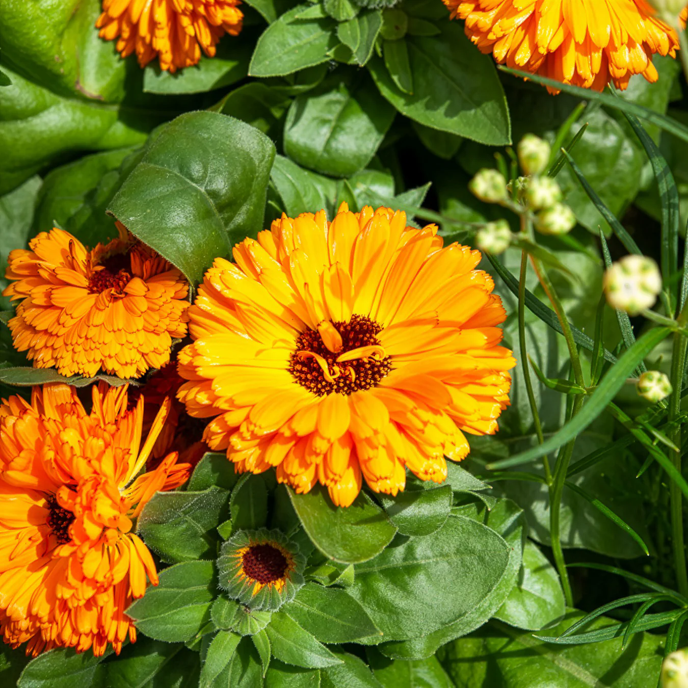 Miniatuur 2
