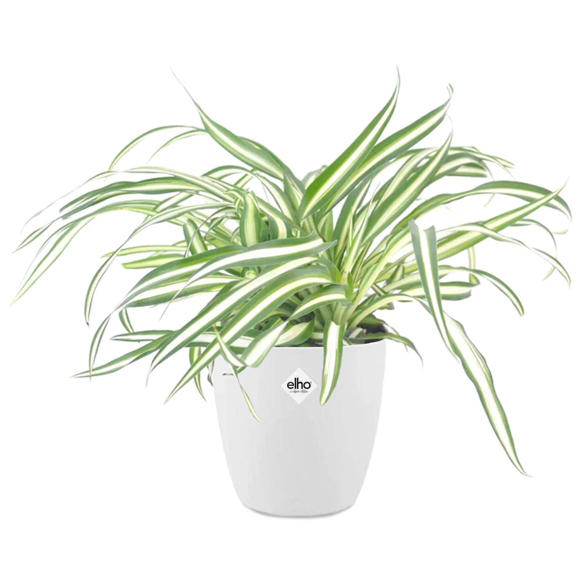 Miniatuur 2
