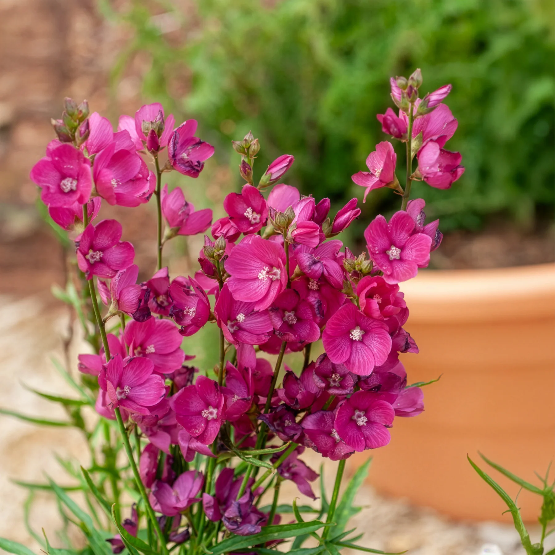 Miniatuur 1