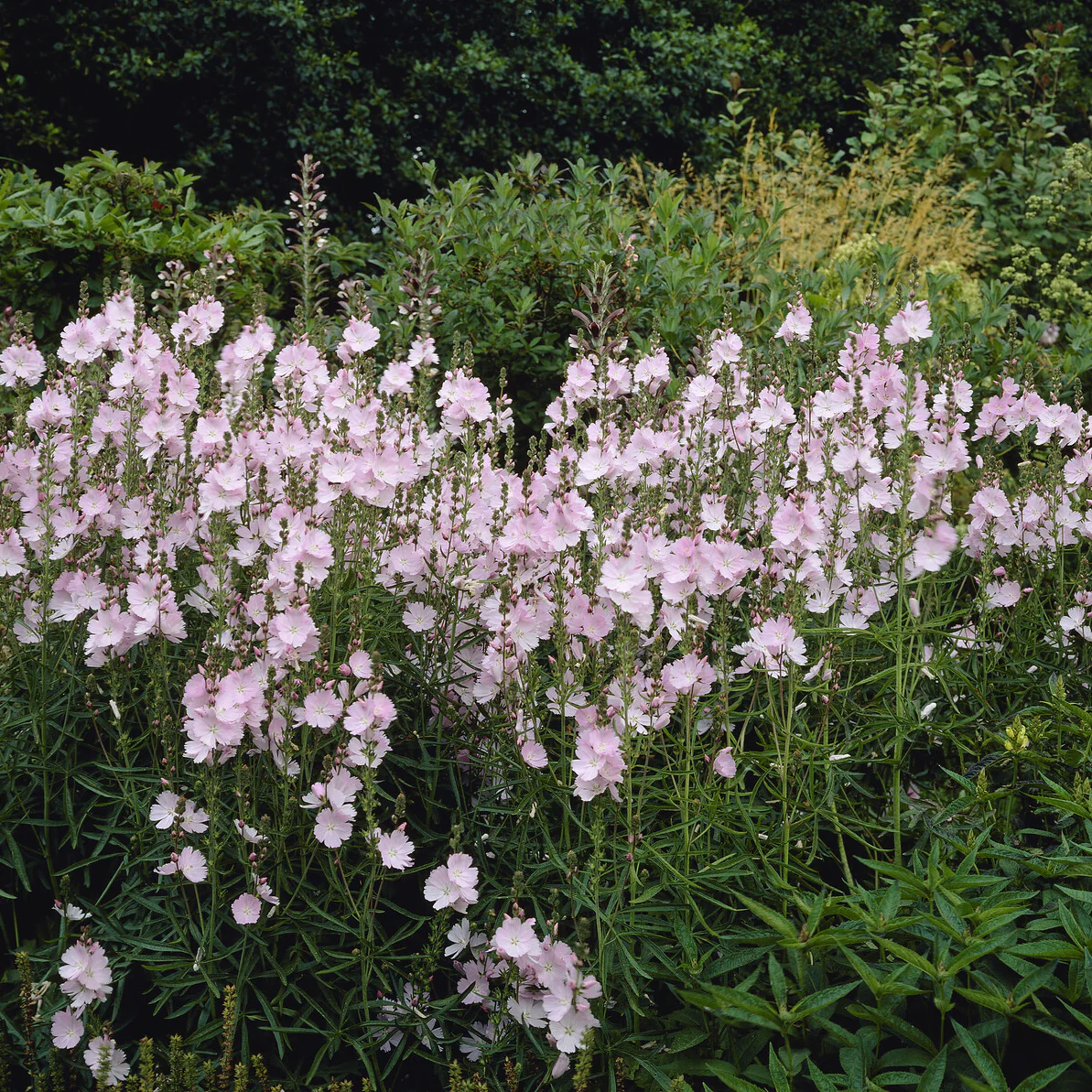Miniatuur 2