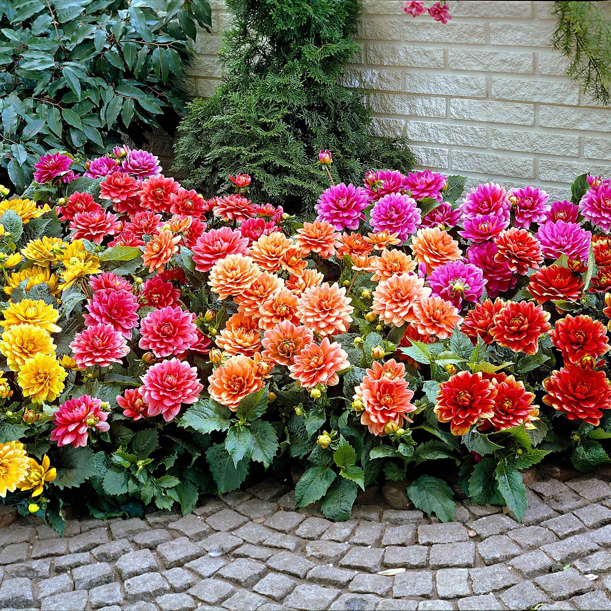 Miniatuur 2