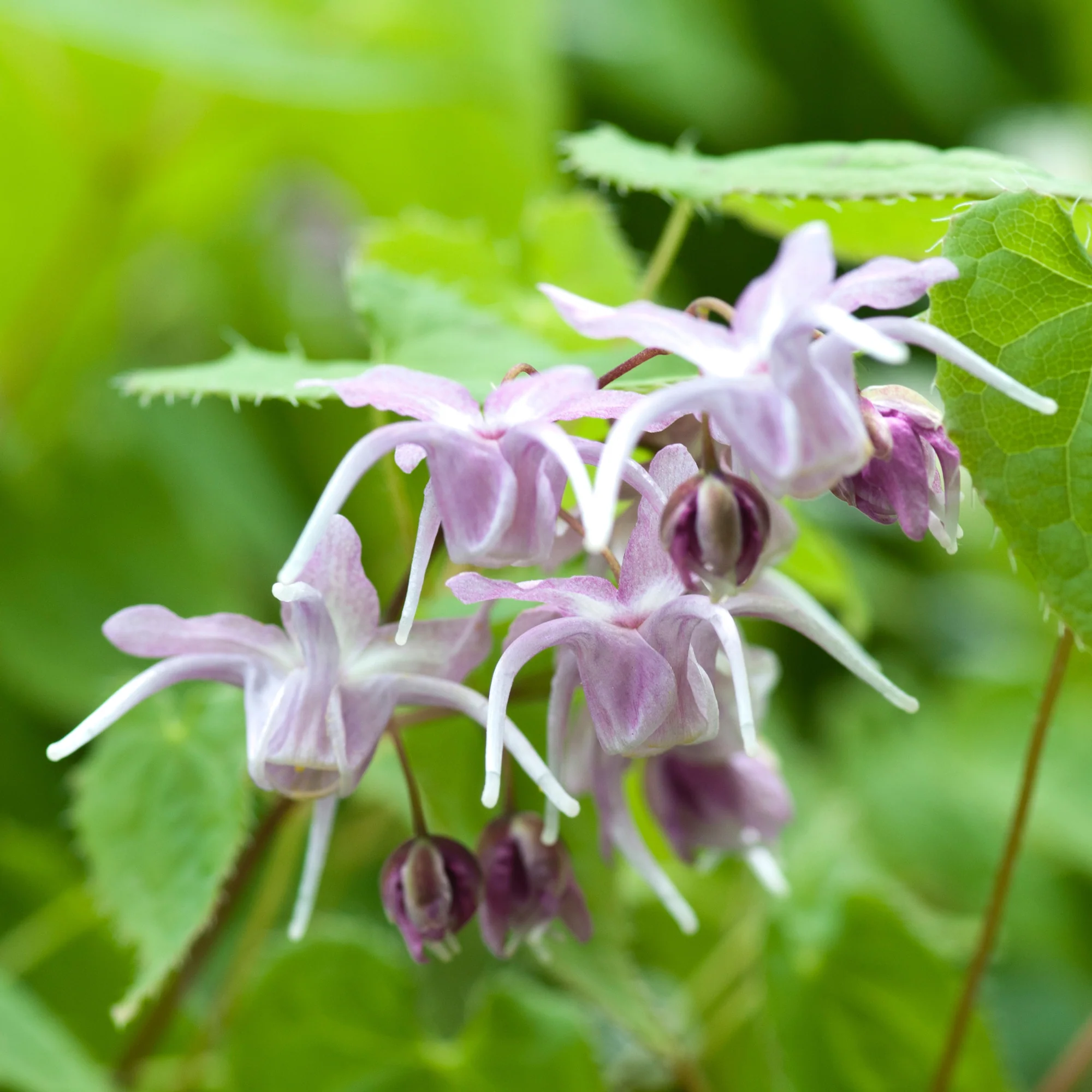 Miniatuur 2