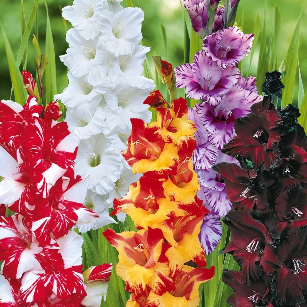 Miniatuur 2