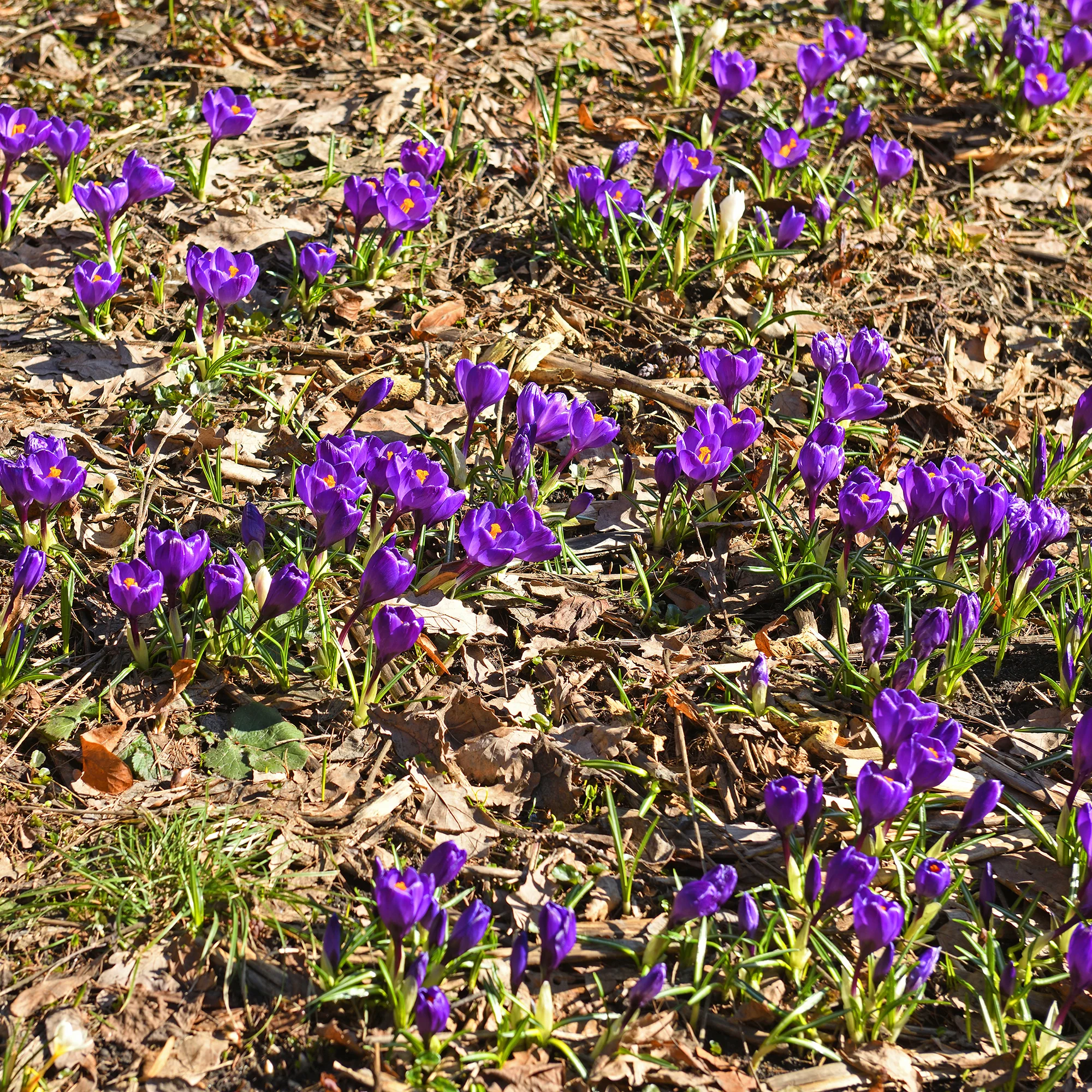 Miniatuur 1