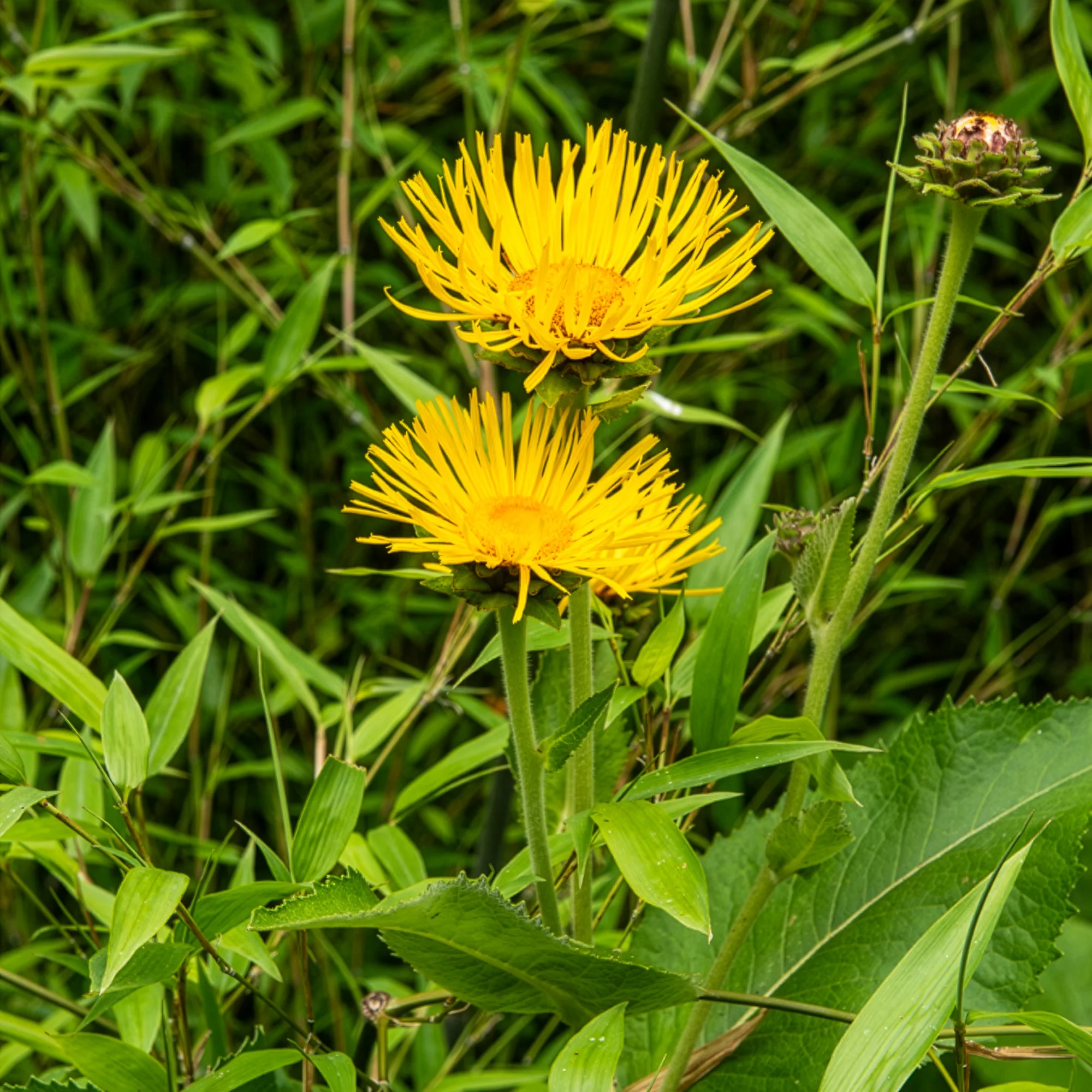 Miniatuur 2