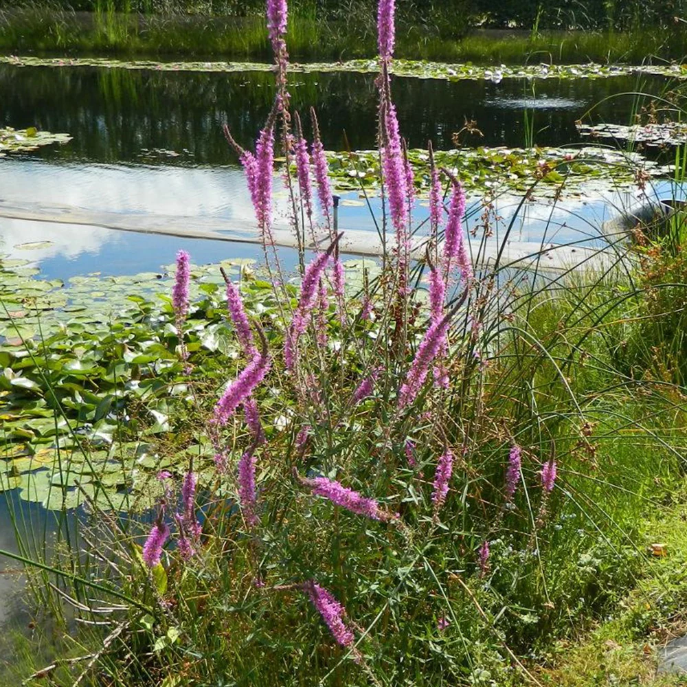 Miniatuur 2