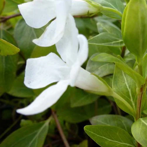 Miniatuur 1