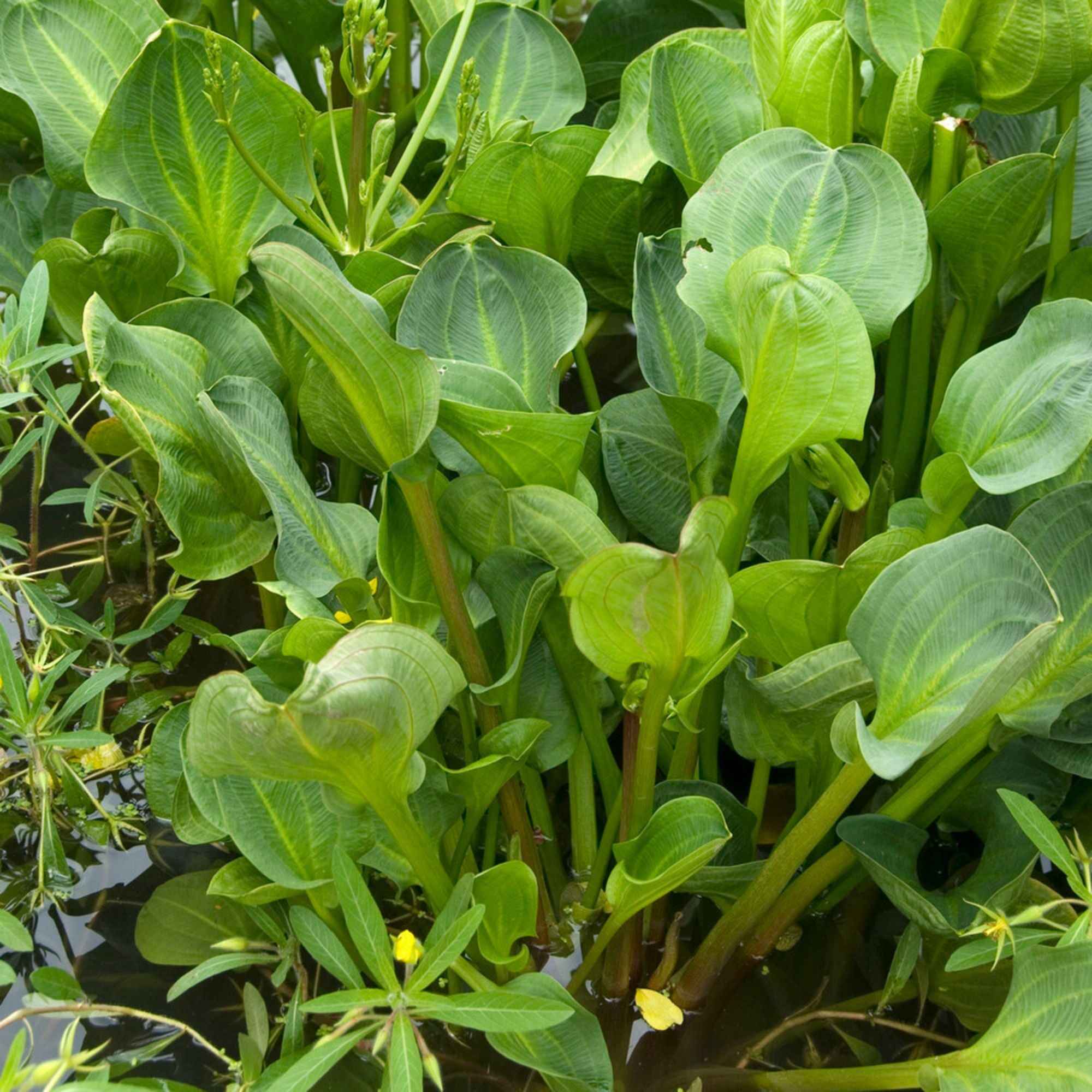 Miniatuur 2