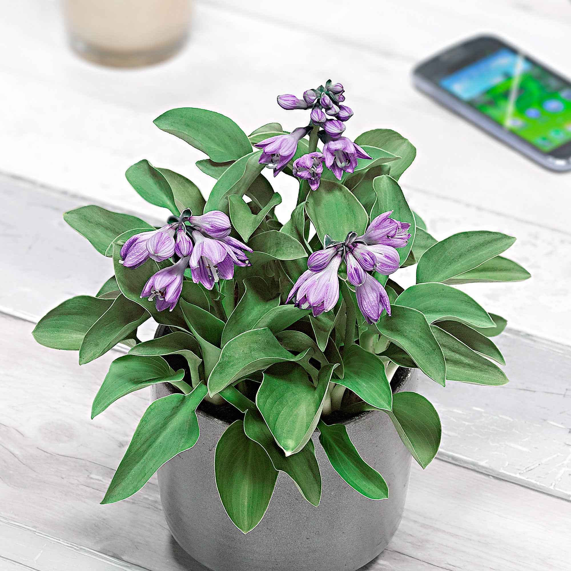 Miniatuur 2