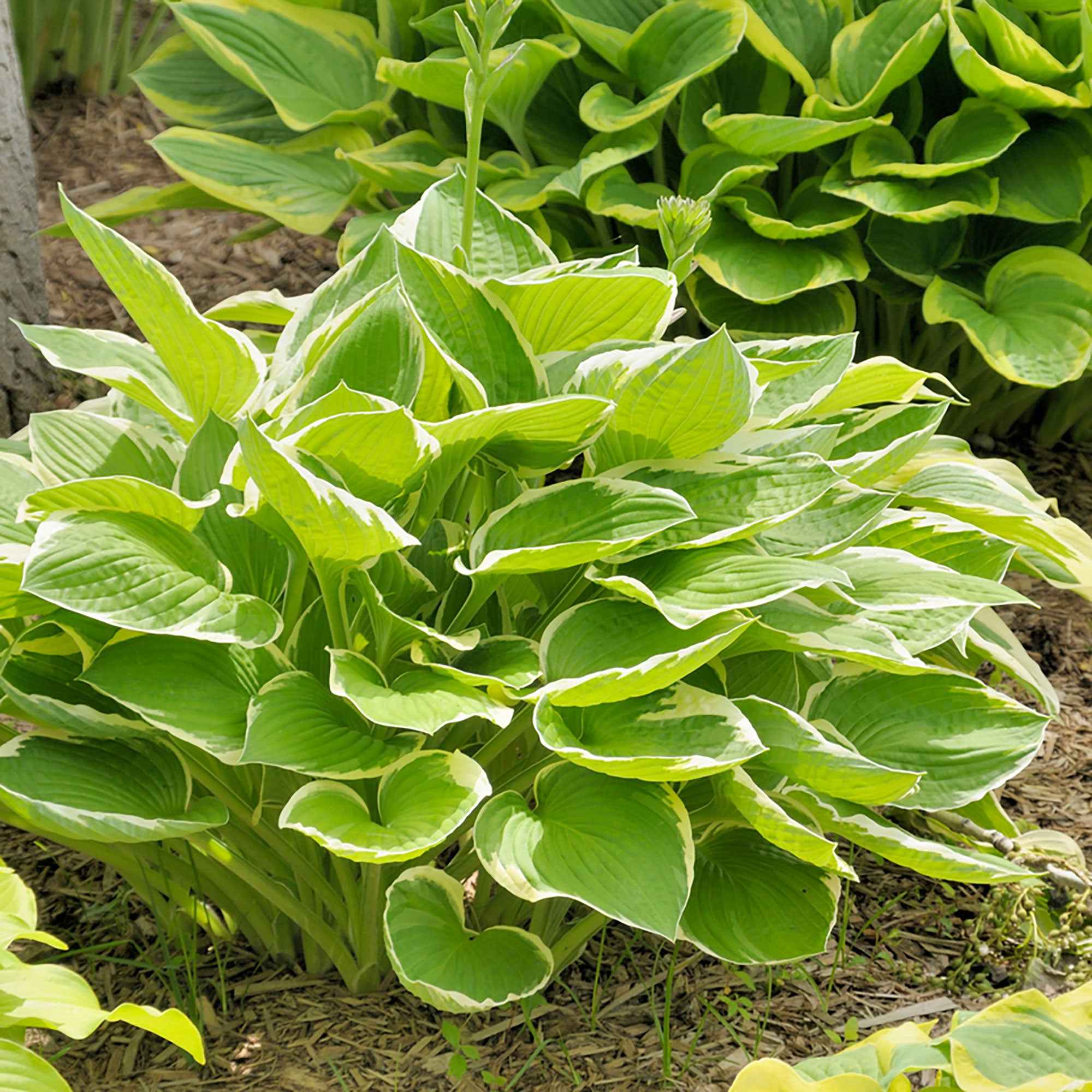 Miniatuur 1