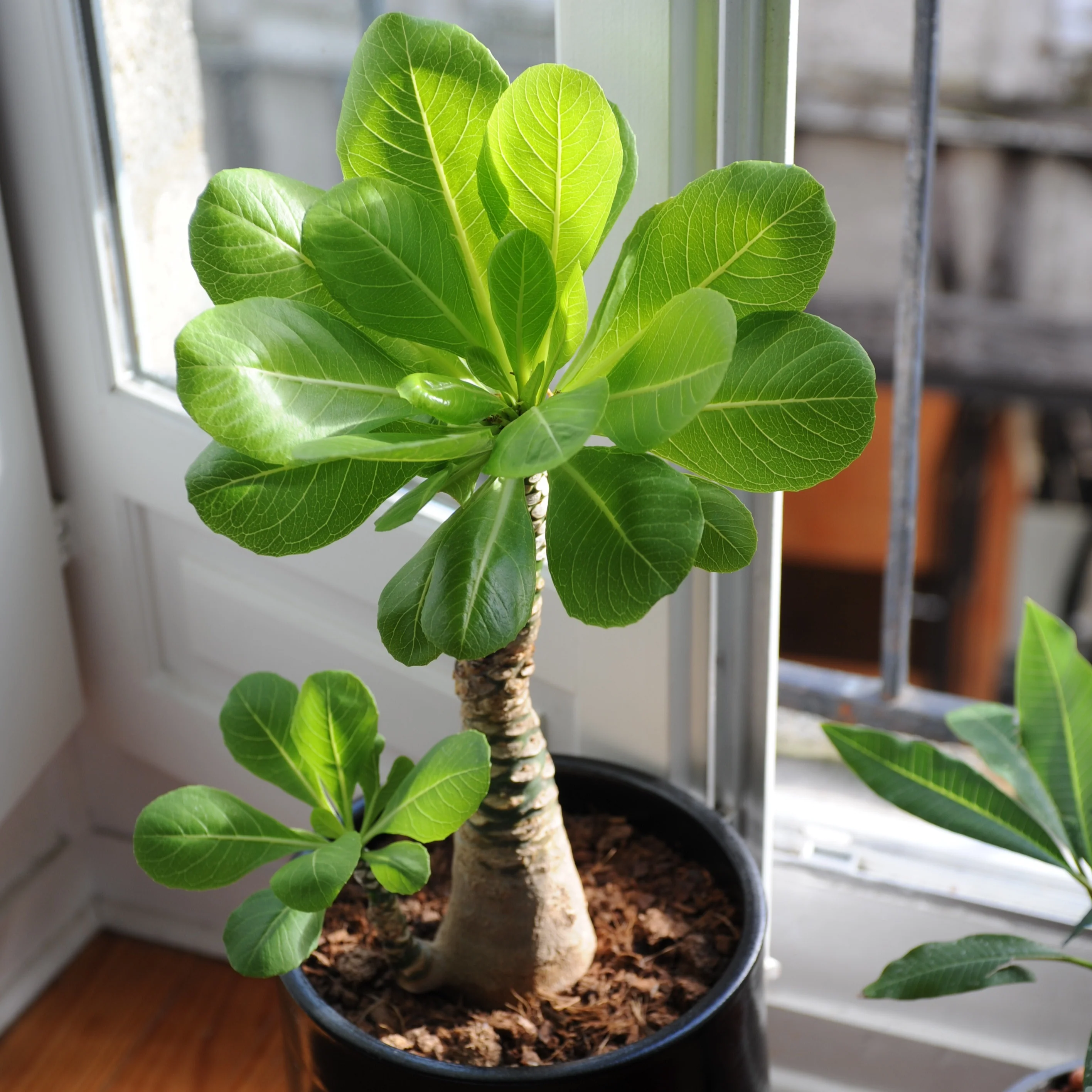 Miniatuur 1