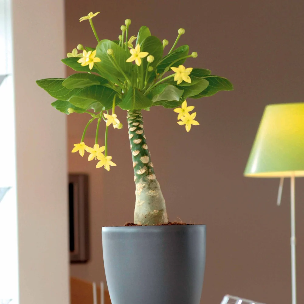 Miniatuur 2