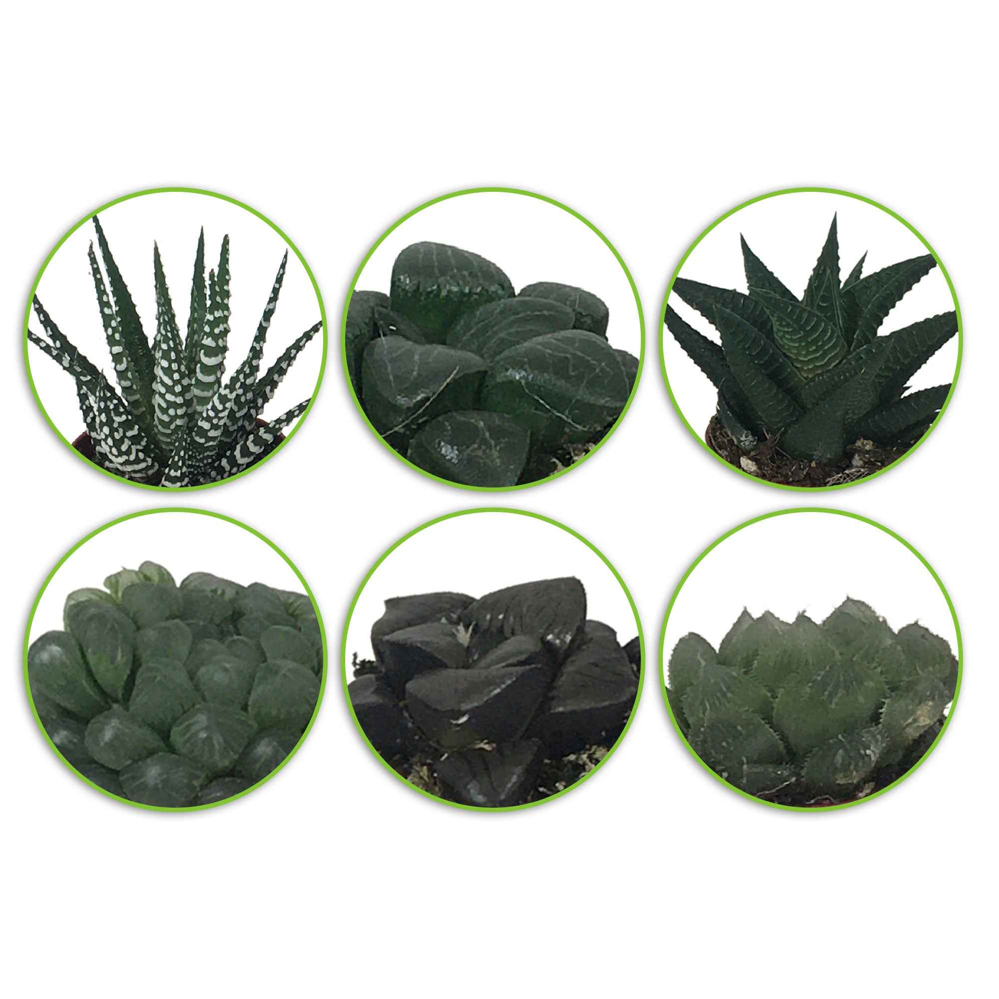 Miniatuur 2