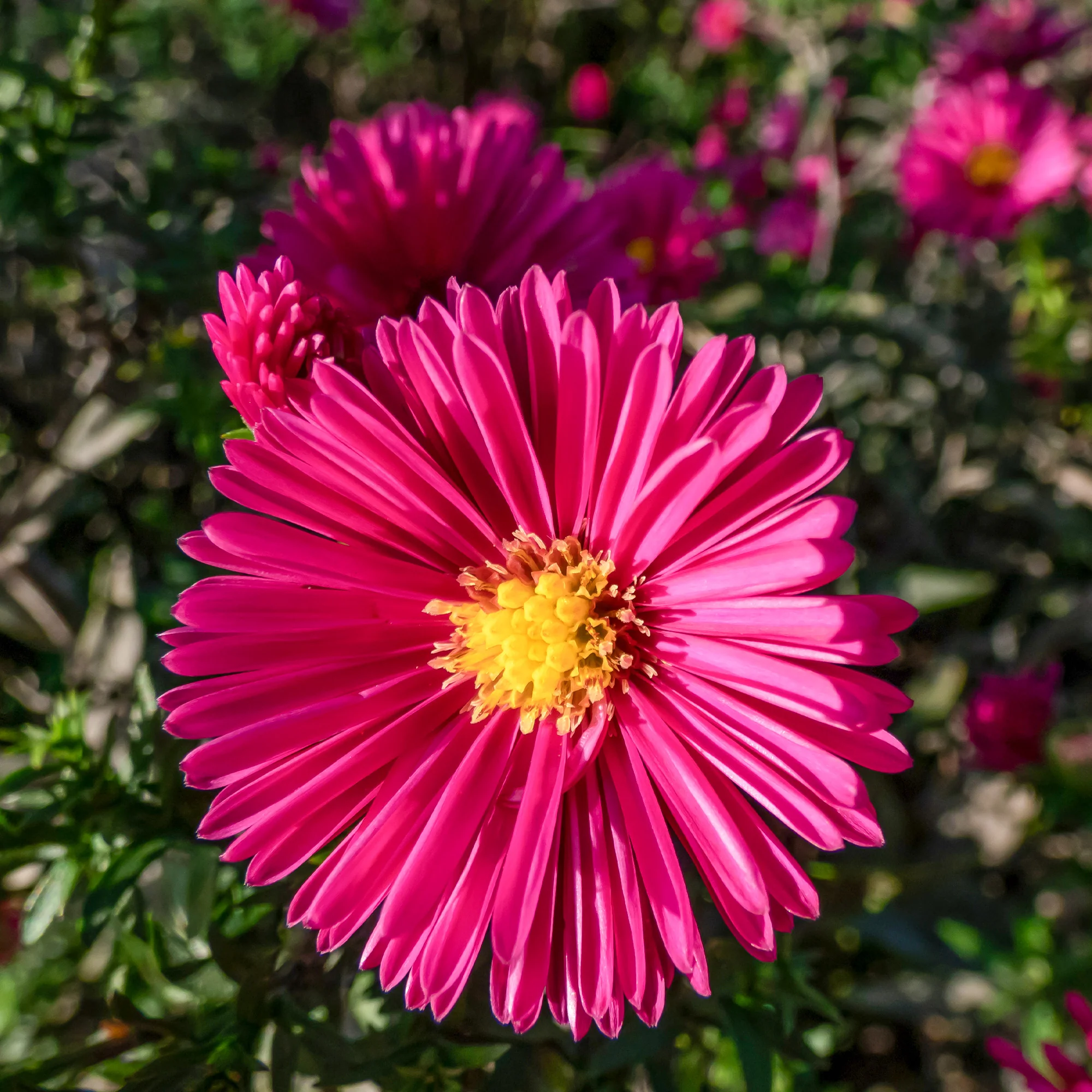 Miniatuur 2