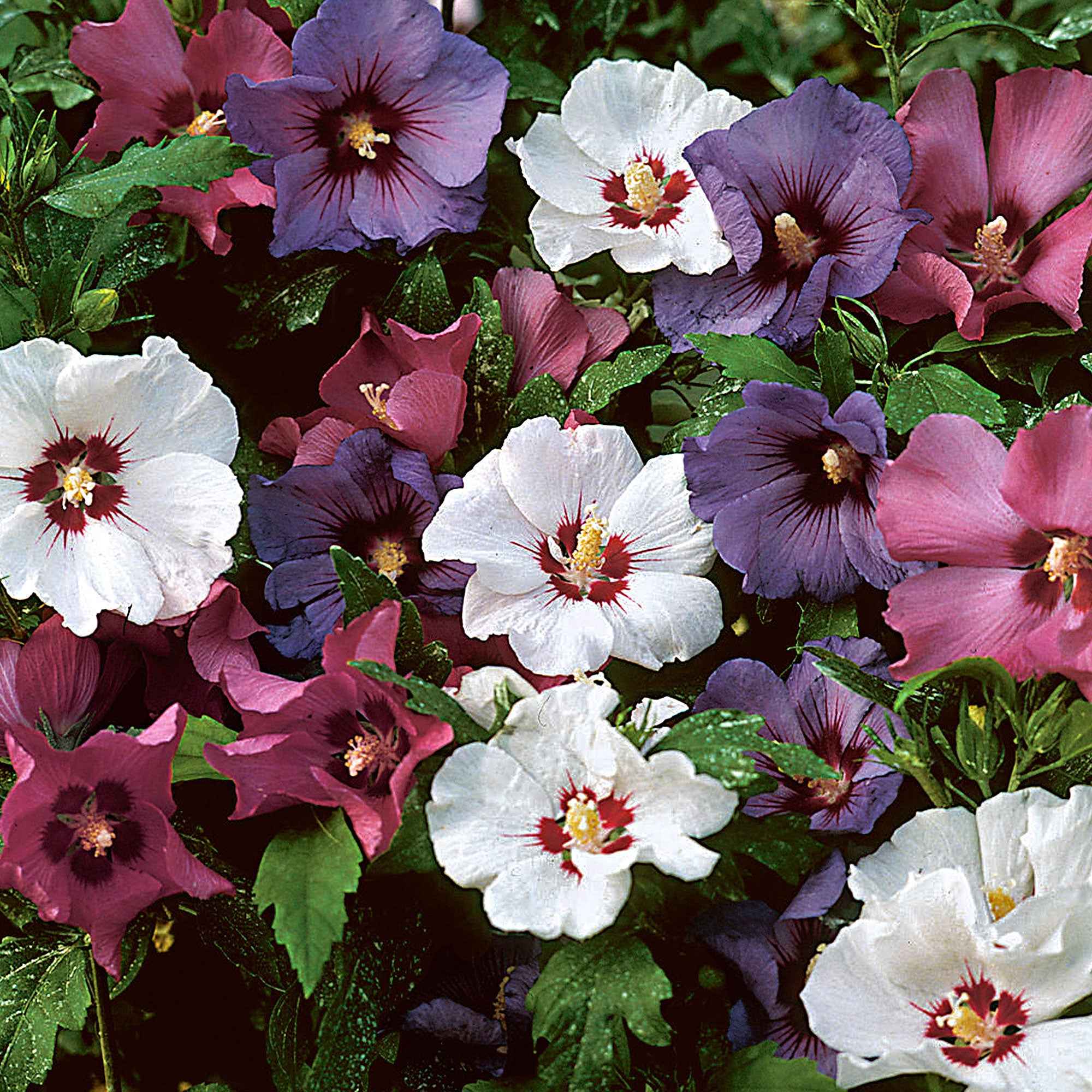 Miniatuur 2