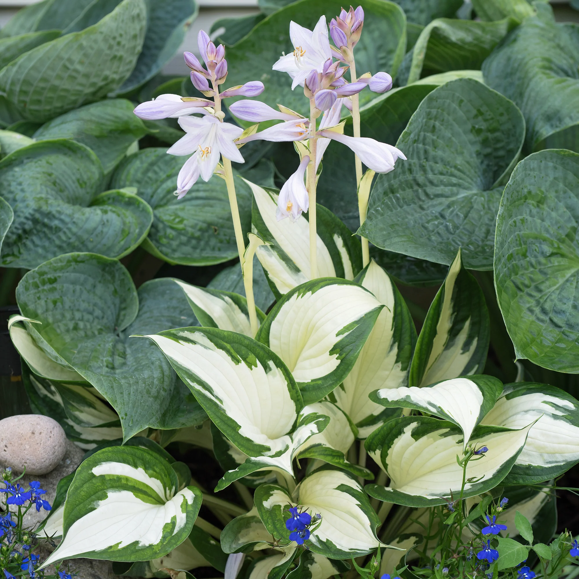Miniatuur 2