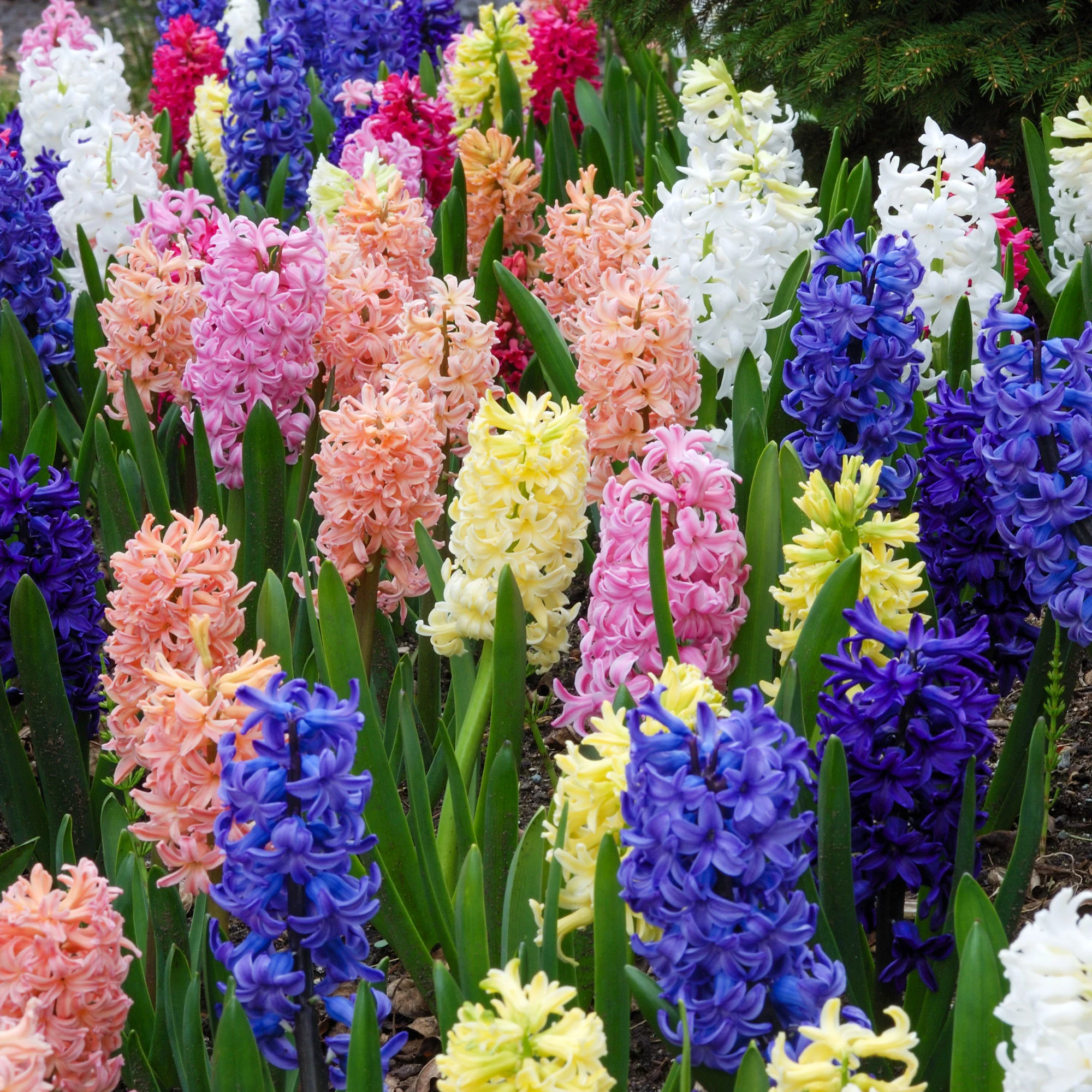 Miniatuur 2