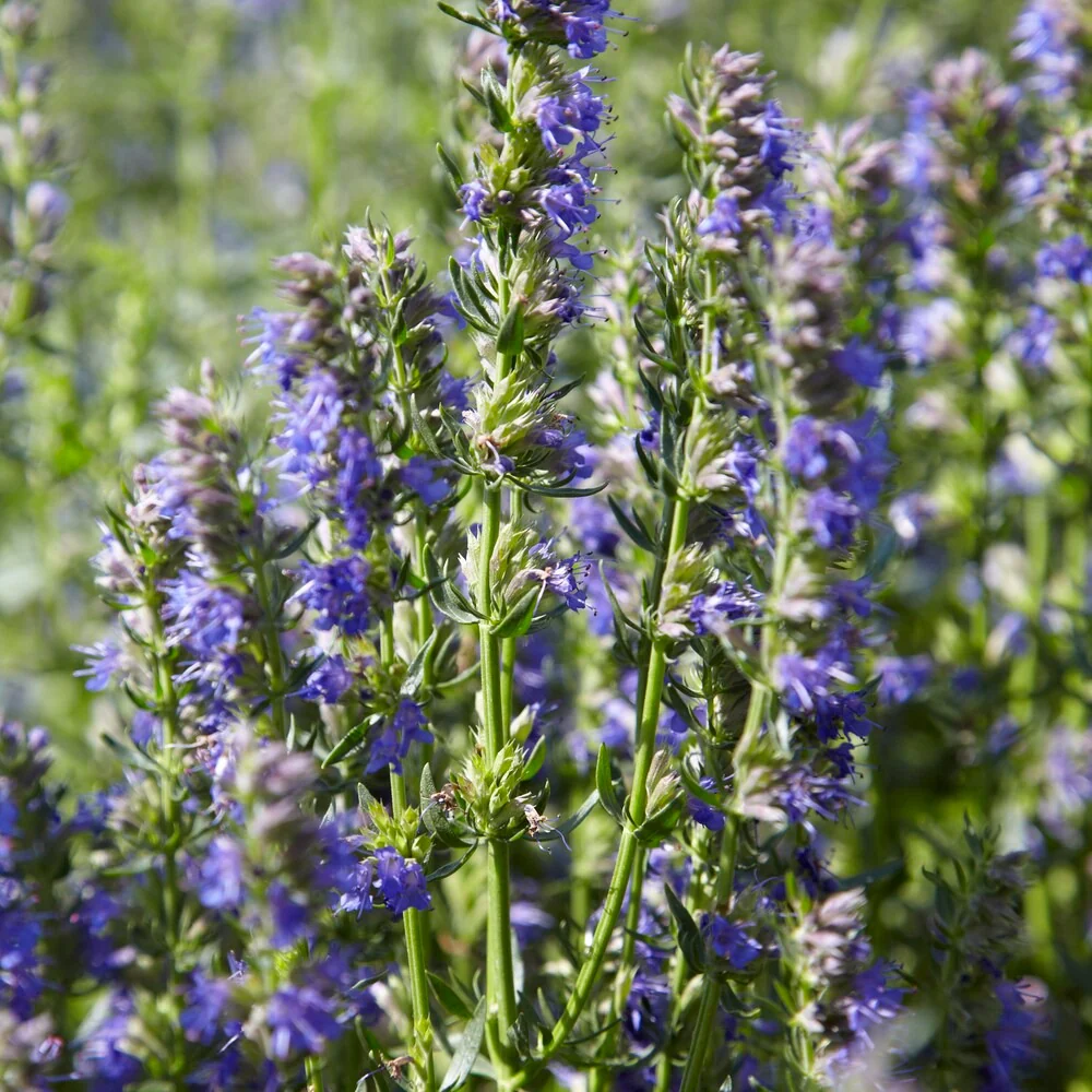 Miniatuur 1