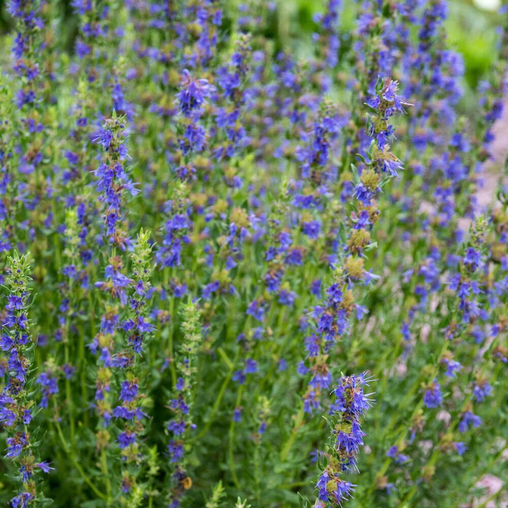 Miniatuur 2