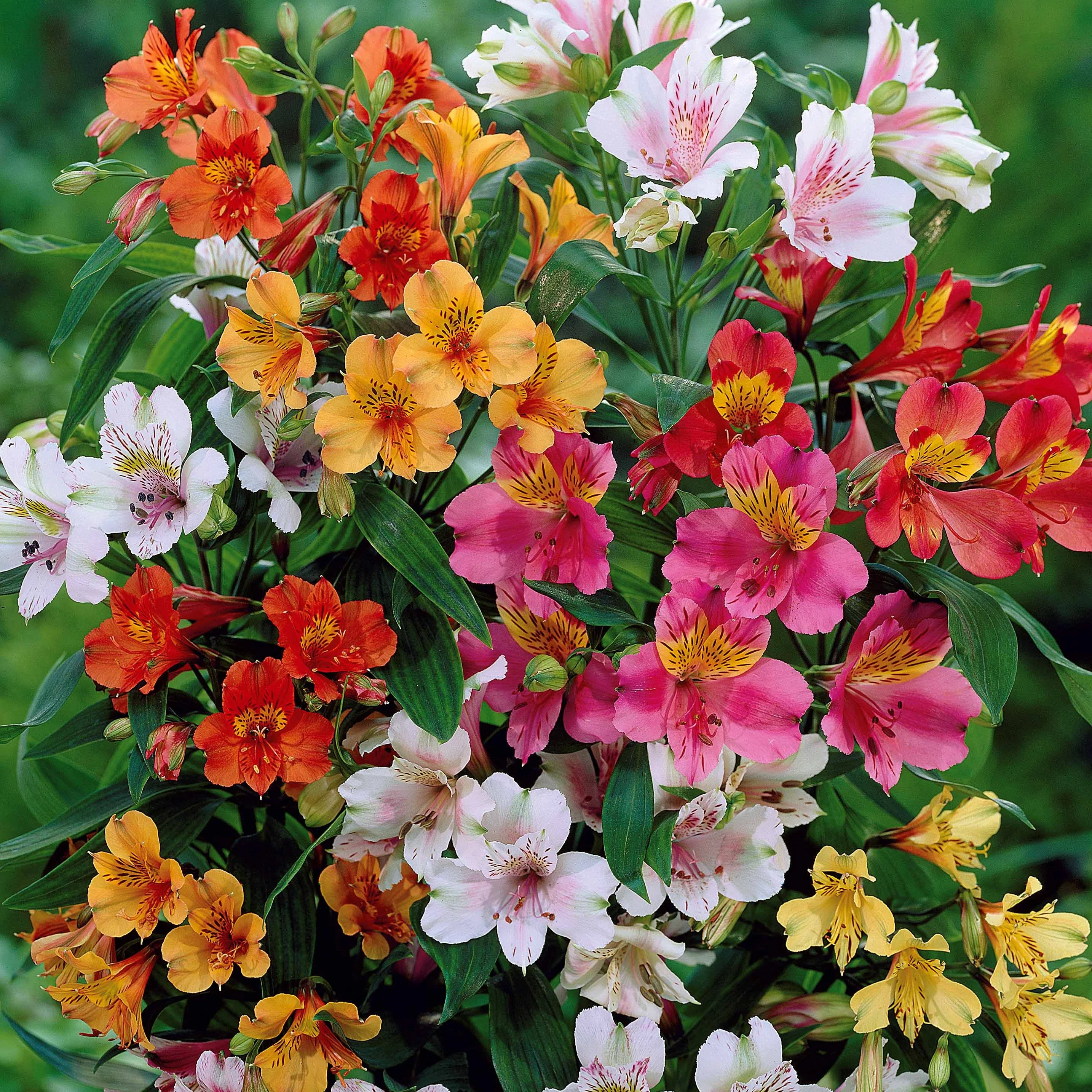 Miniatuur 2
