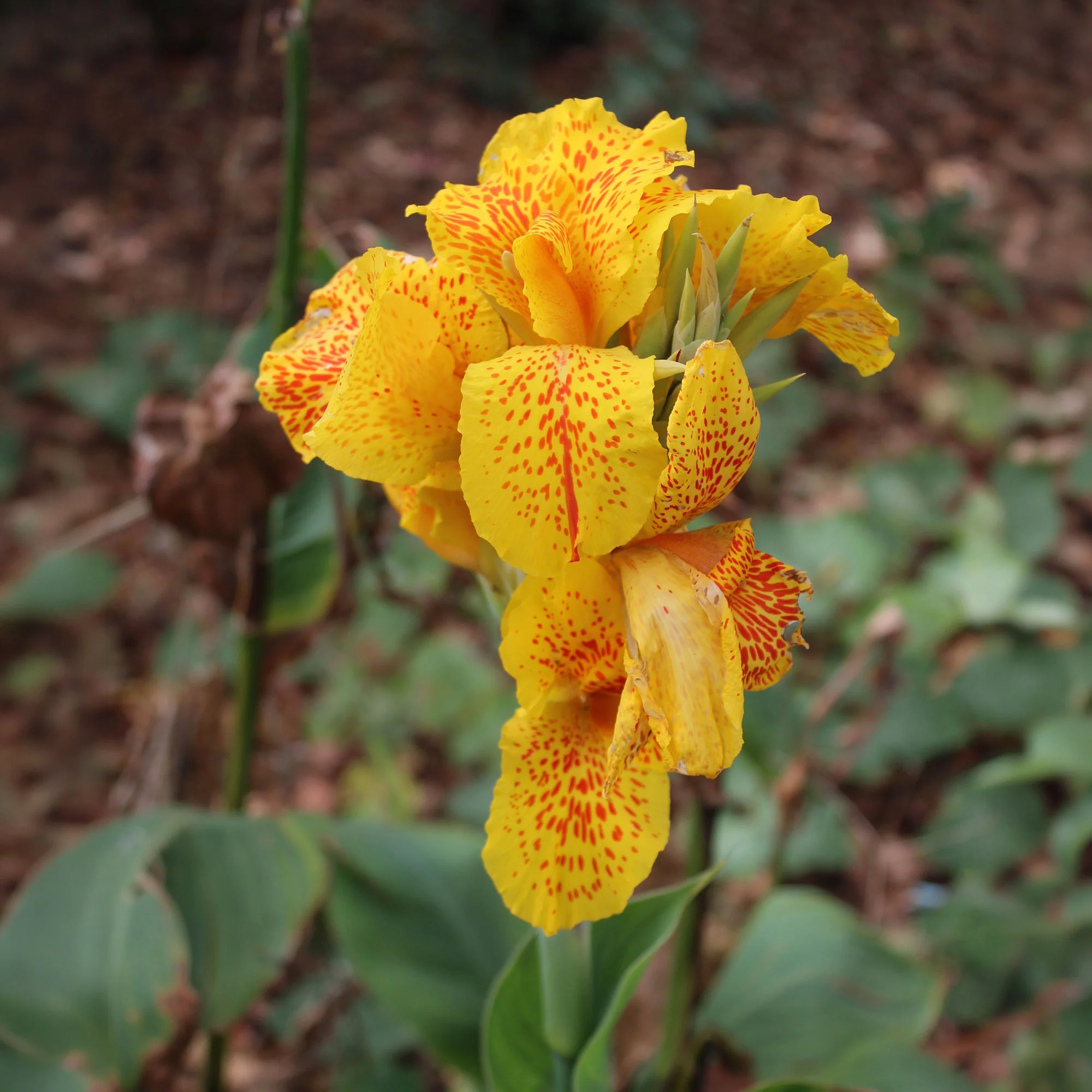 Miniatuur 1