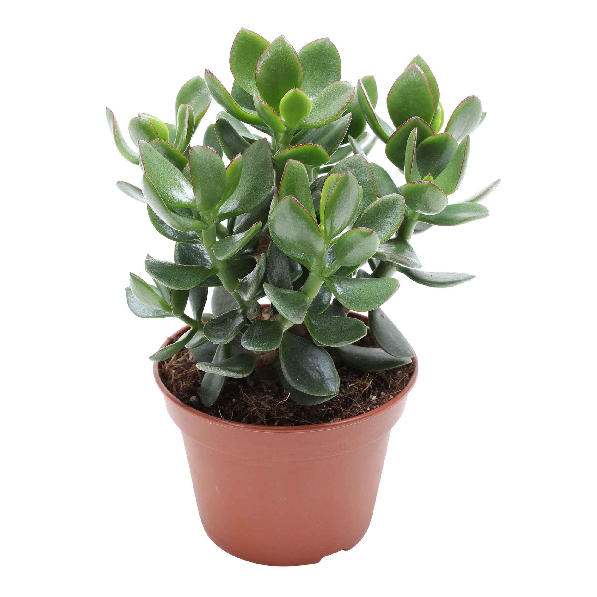 Miniatuur 1
