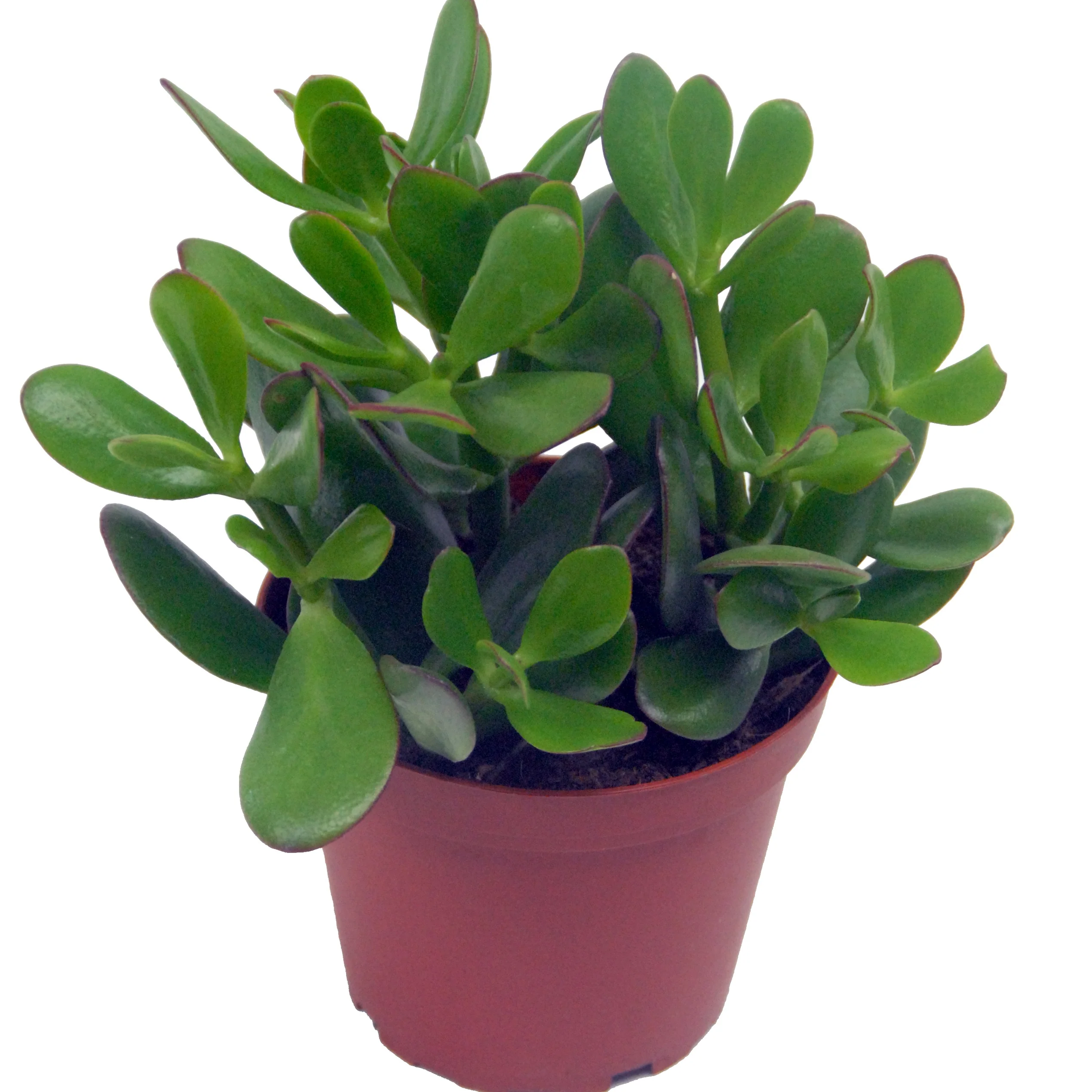 Miniatuur 1