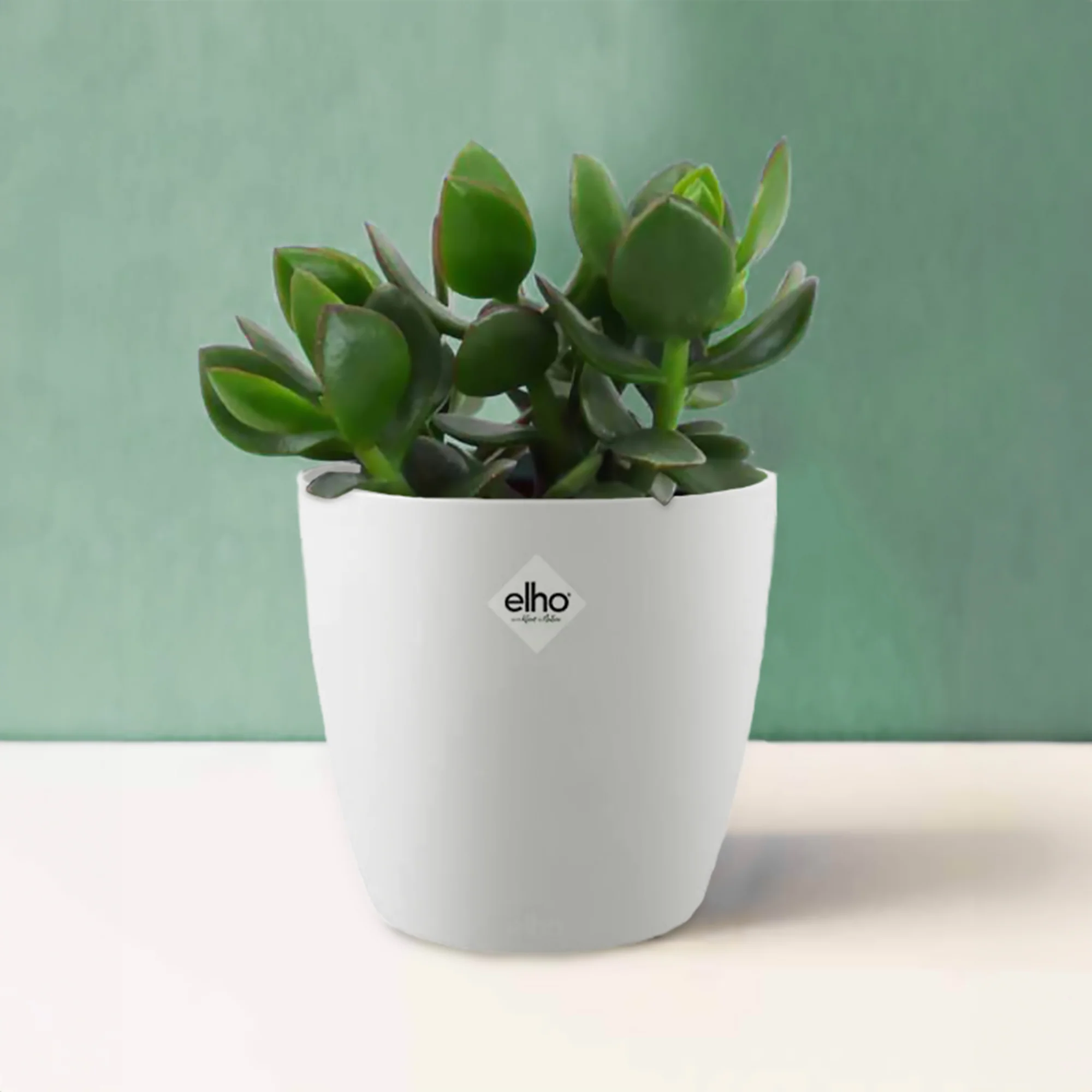 Miniatuur 2