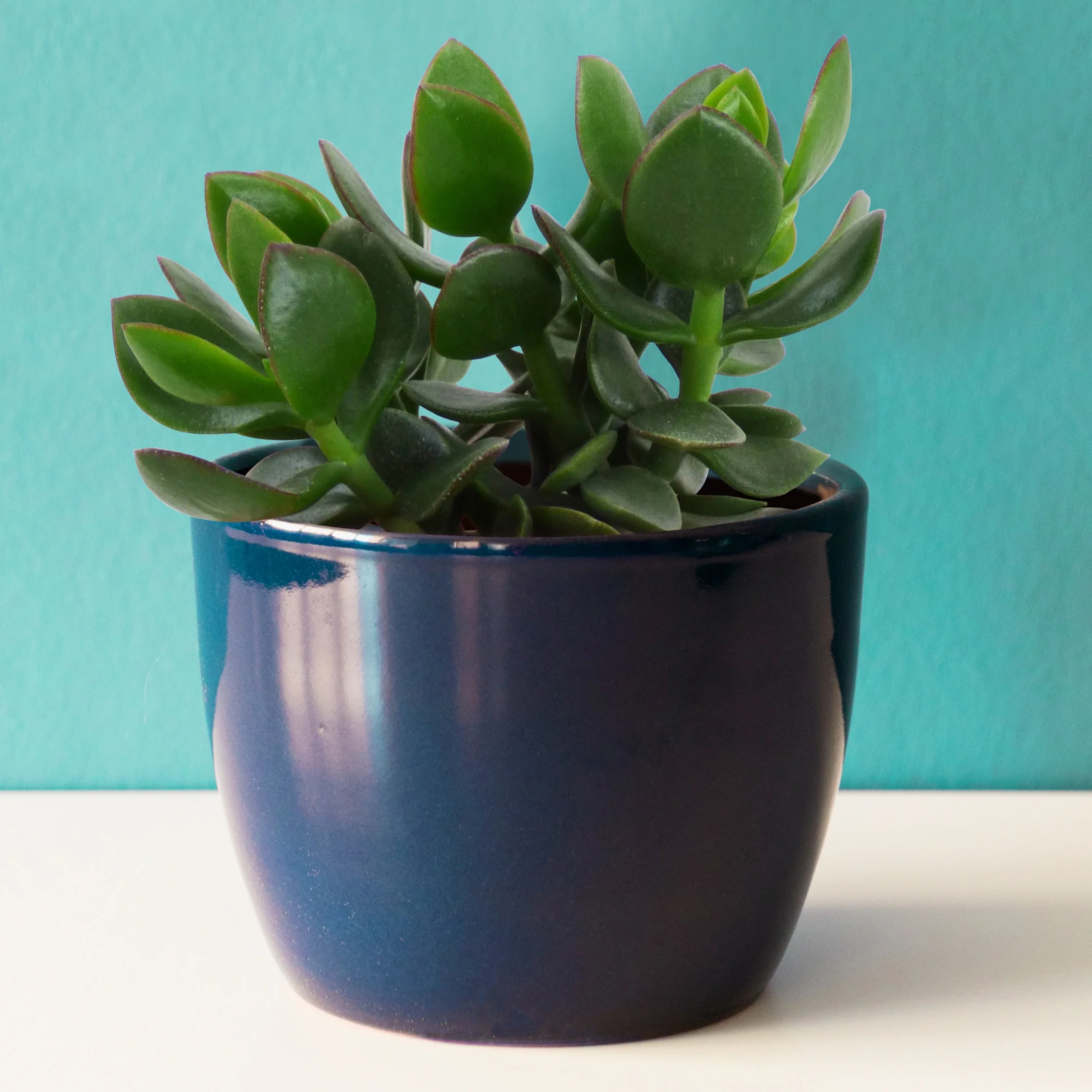 Miniatuur 2